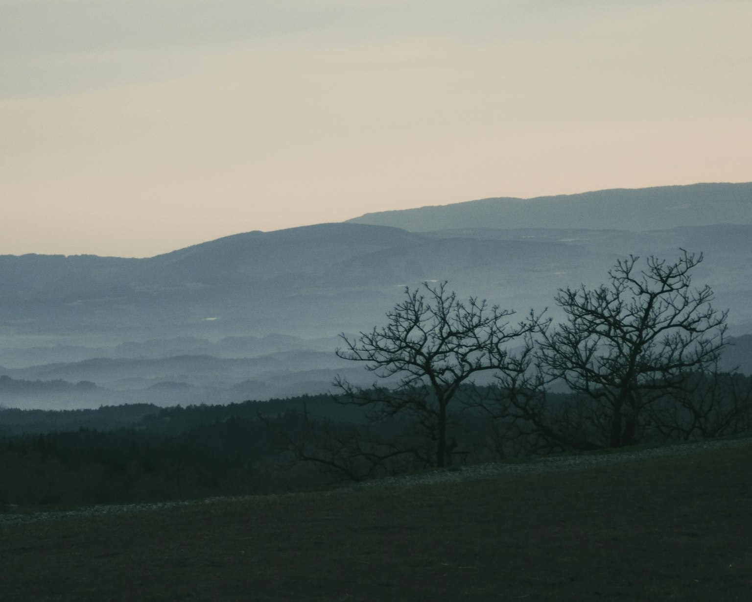 Silhouette von Bäumen vor nebligen Bergen im Hintergrund