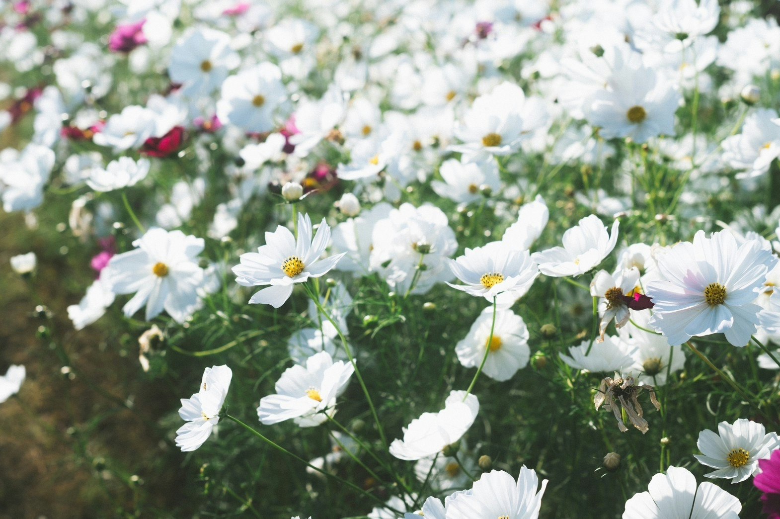 prato fiorito di margherite bianche in fiore