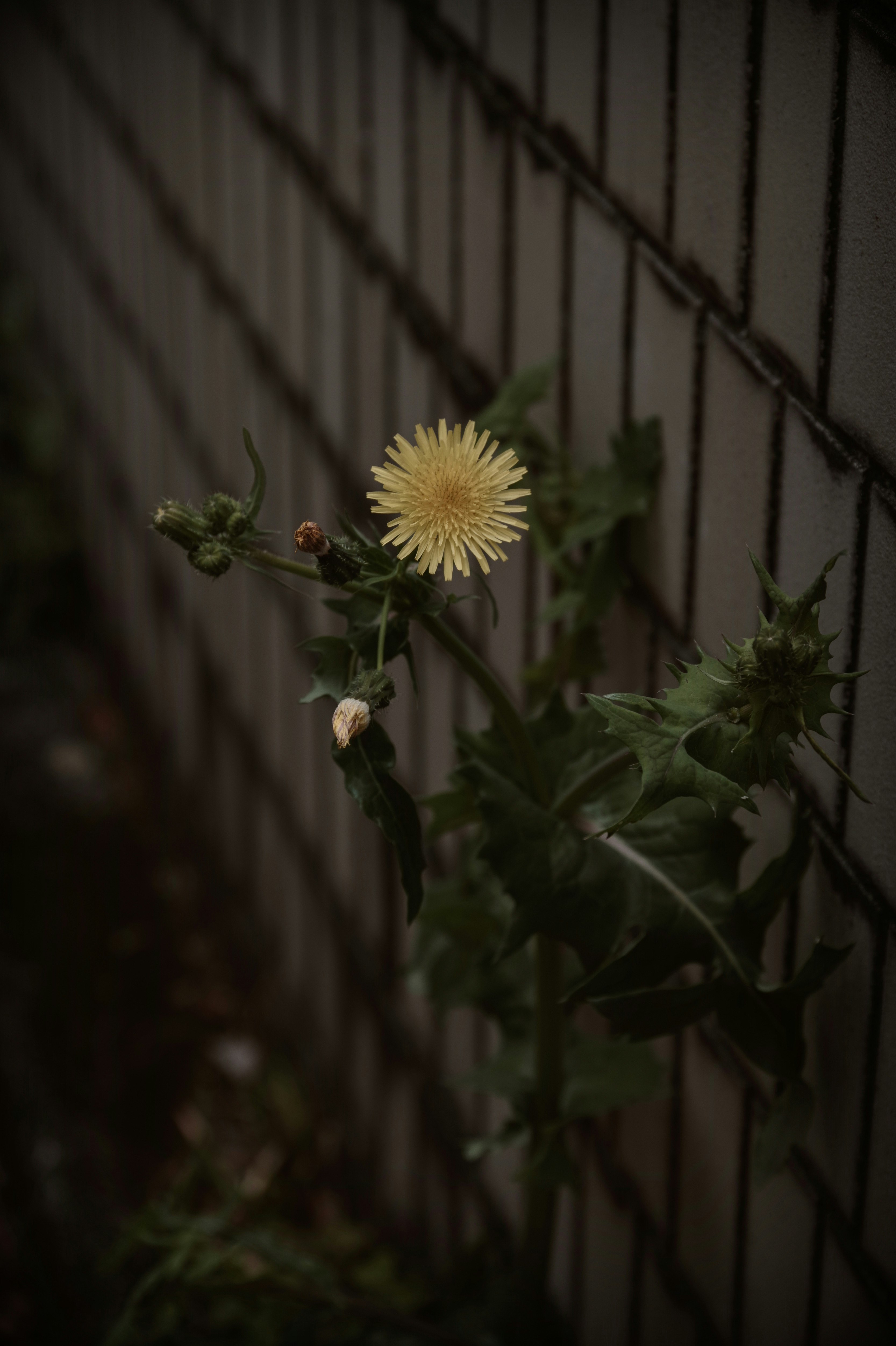 路地の壁際に咲く黄色い花