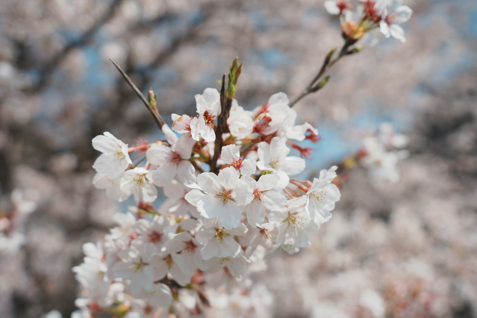 Close-up of cherry blossom branches with delicate white flowers against a blue sky