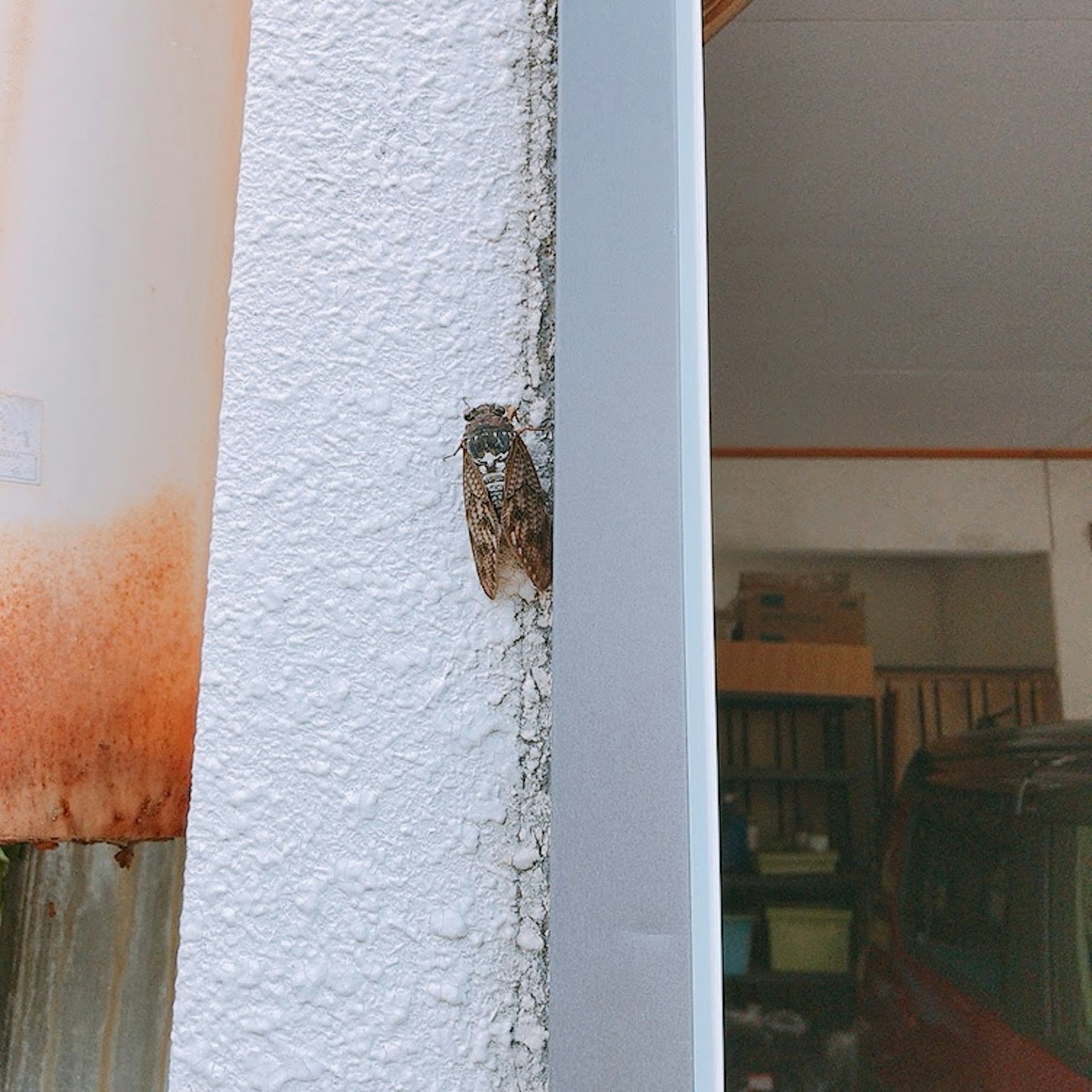 Insekt, das auf einer strukturierten weißen Wand ruht