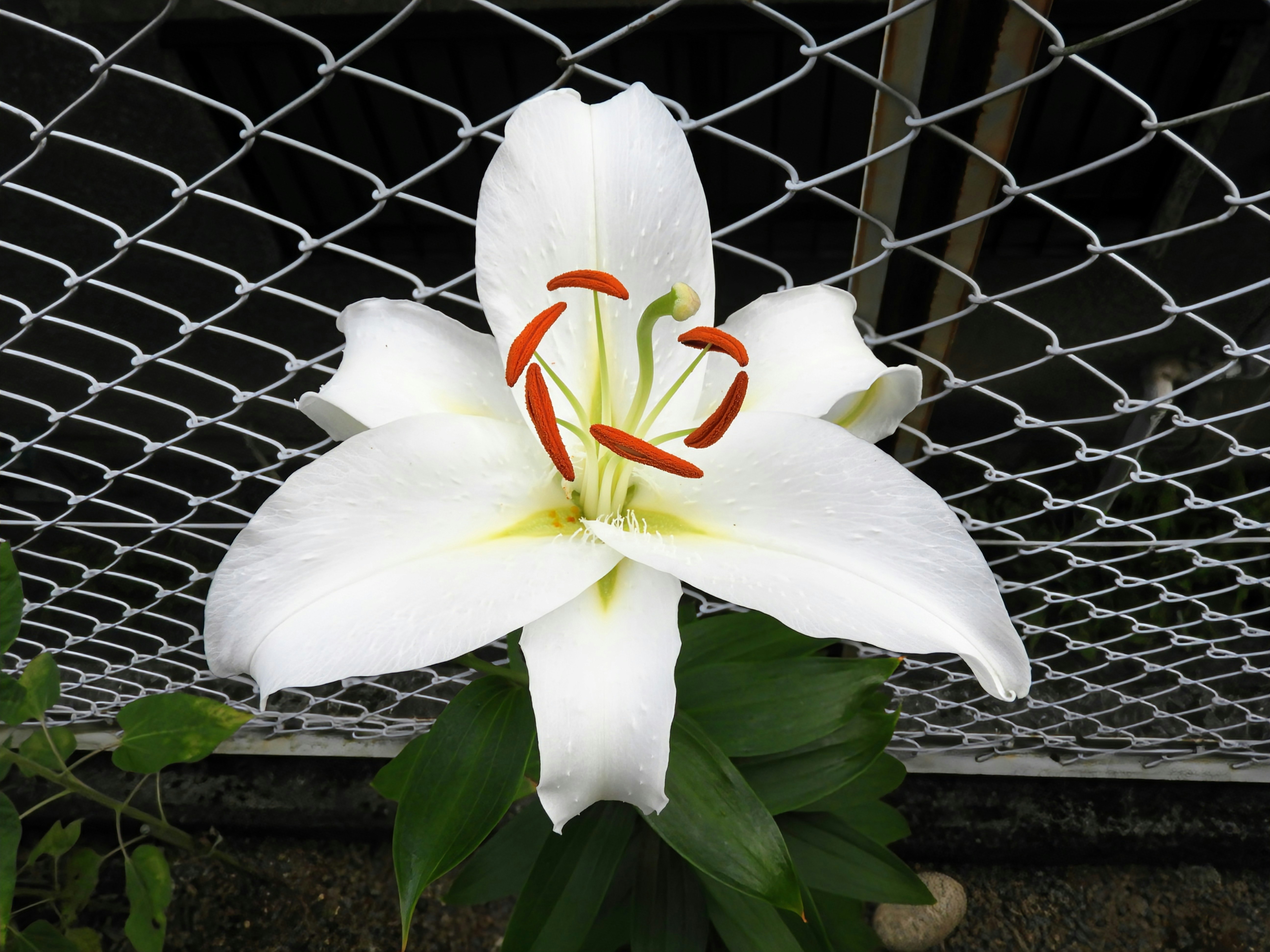 白色百合花瓣與花蕊形態清晰的特寫