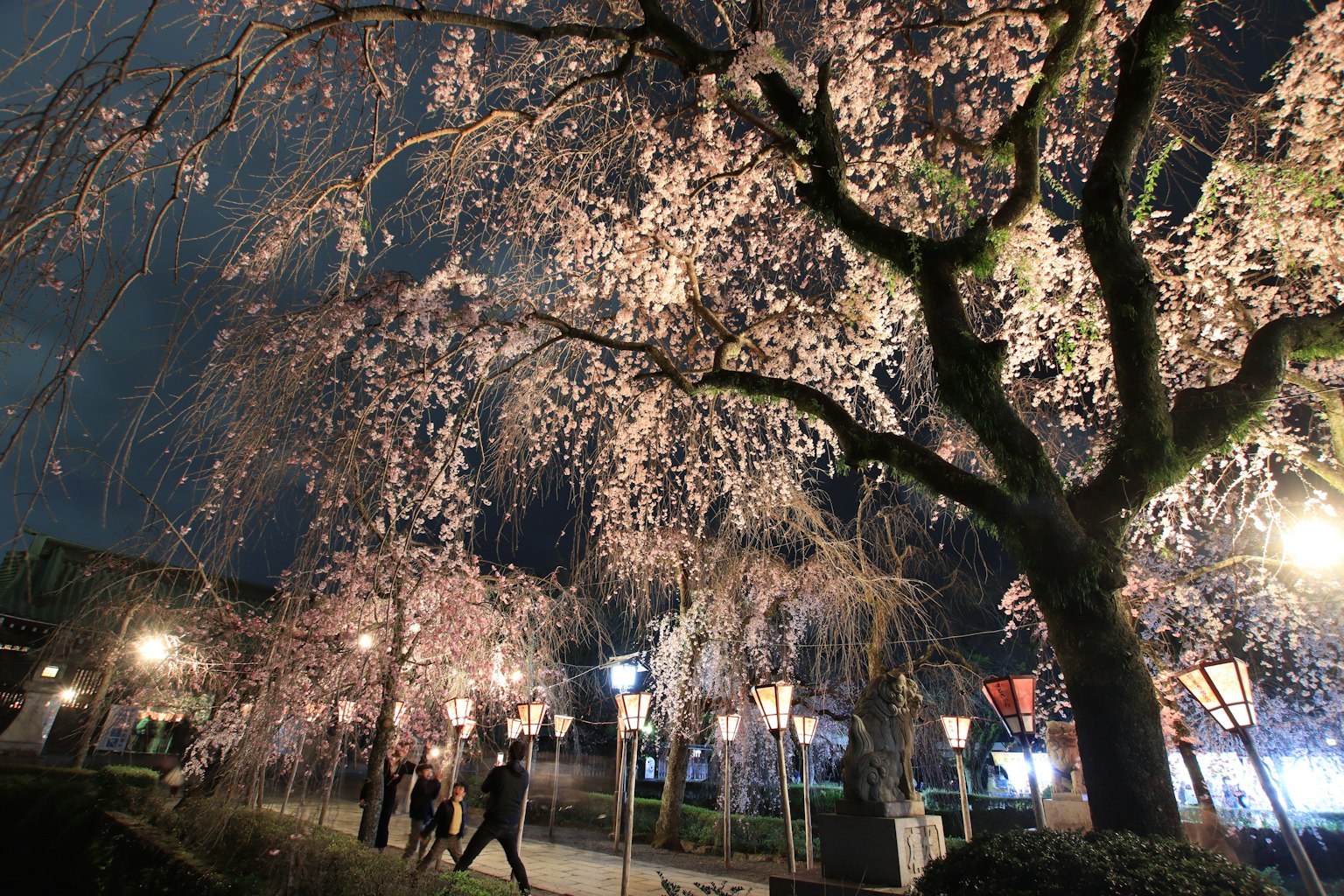 Vista notturna di alberi di ciliegio in fiore in un parco con persone che passeggiano