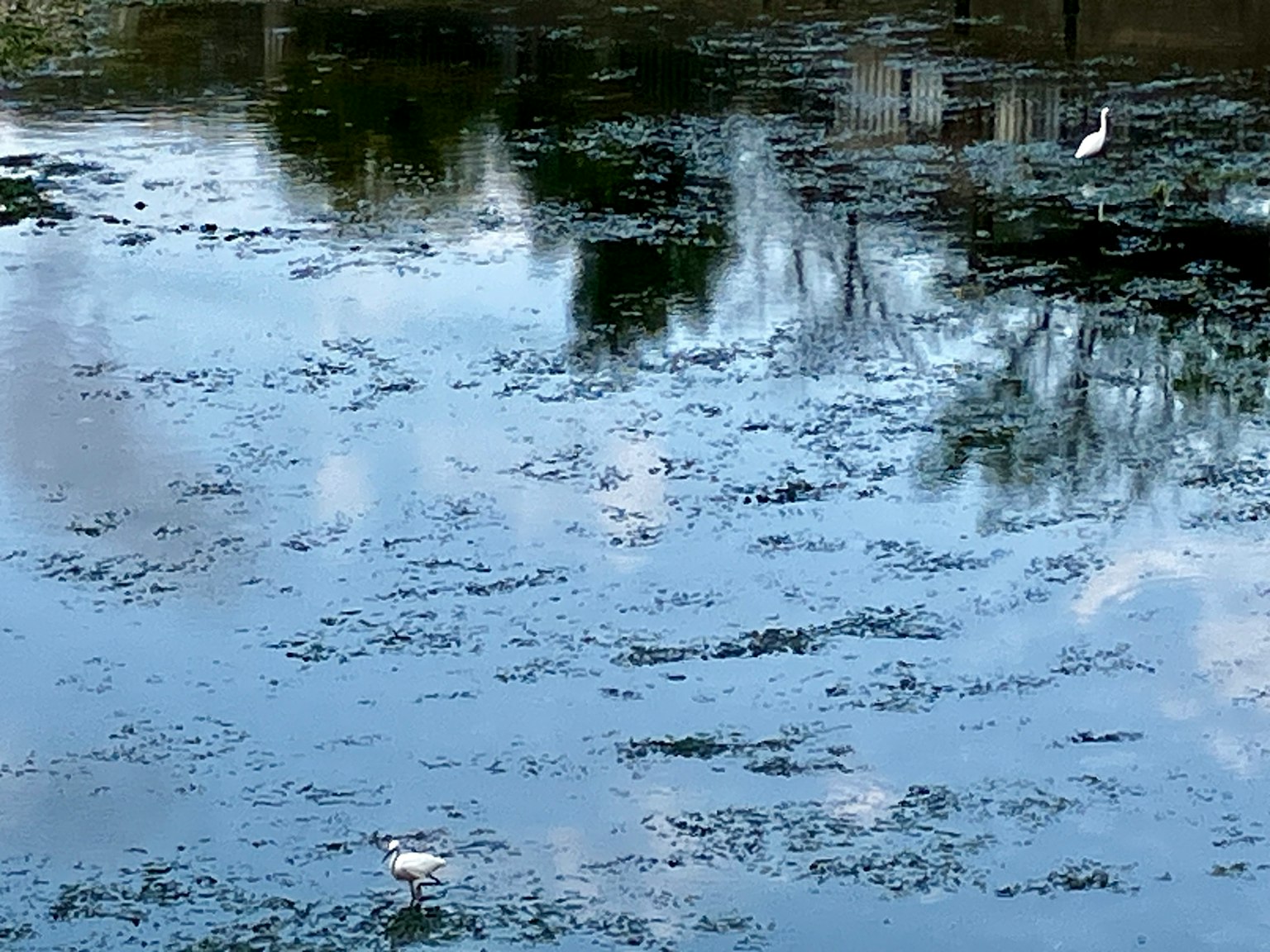 Estanque tranquilo que refleja el cielo y el paisaje circundante Ave blanca en el agua