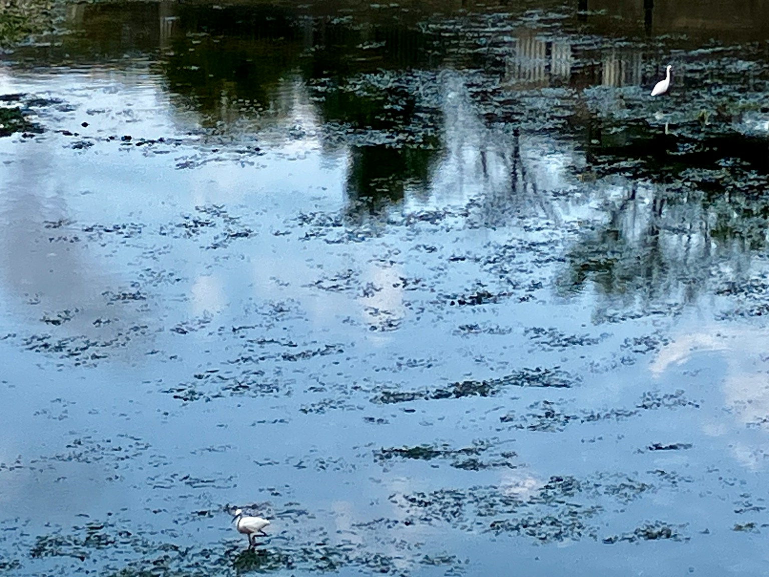 Calm pond reflecting the sky and surrounding scenery White bird standing in the water