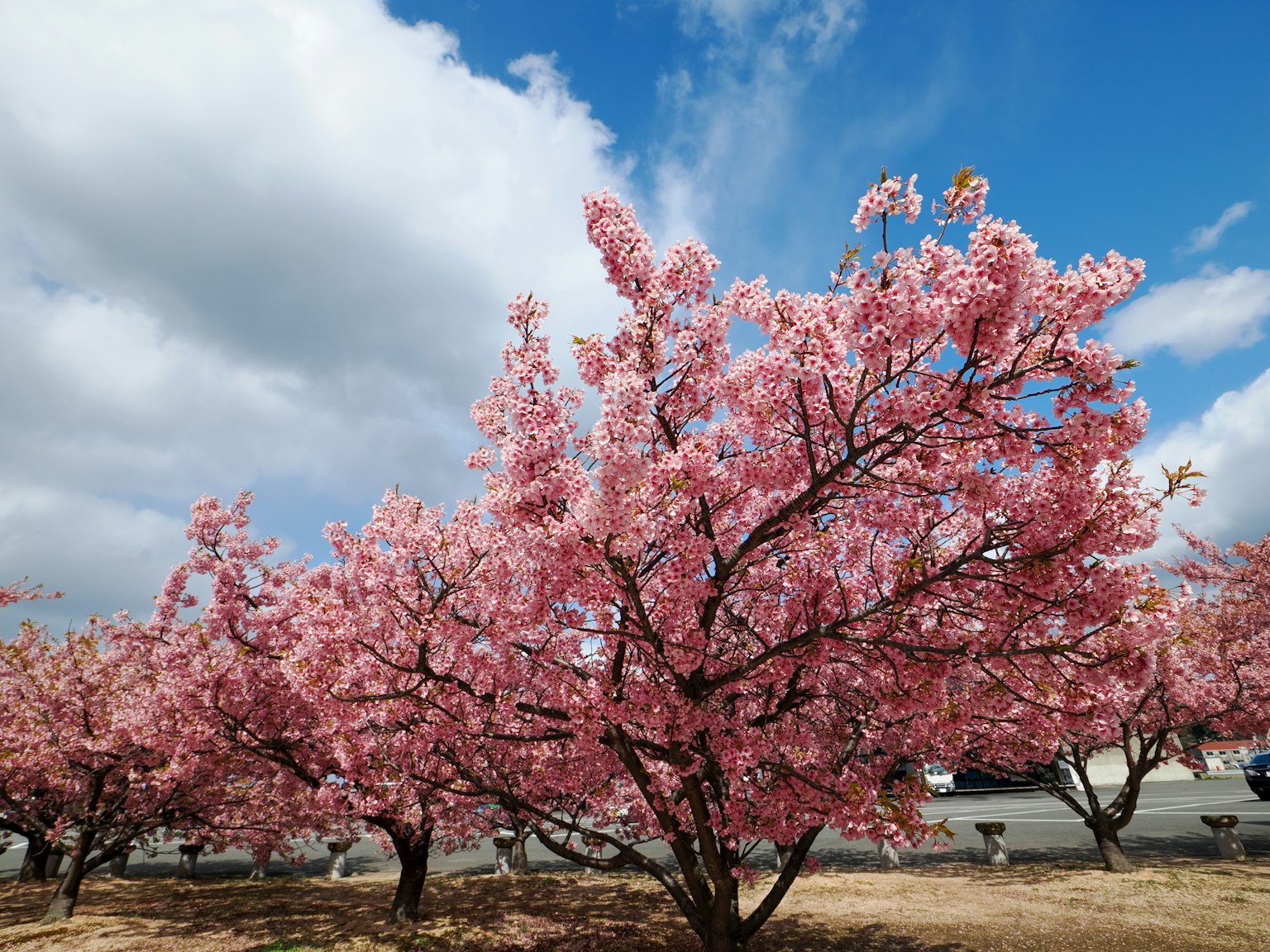 Alberi di ciliegio in fiore sotto un cielo blu