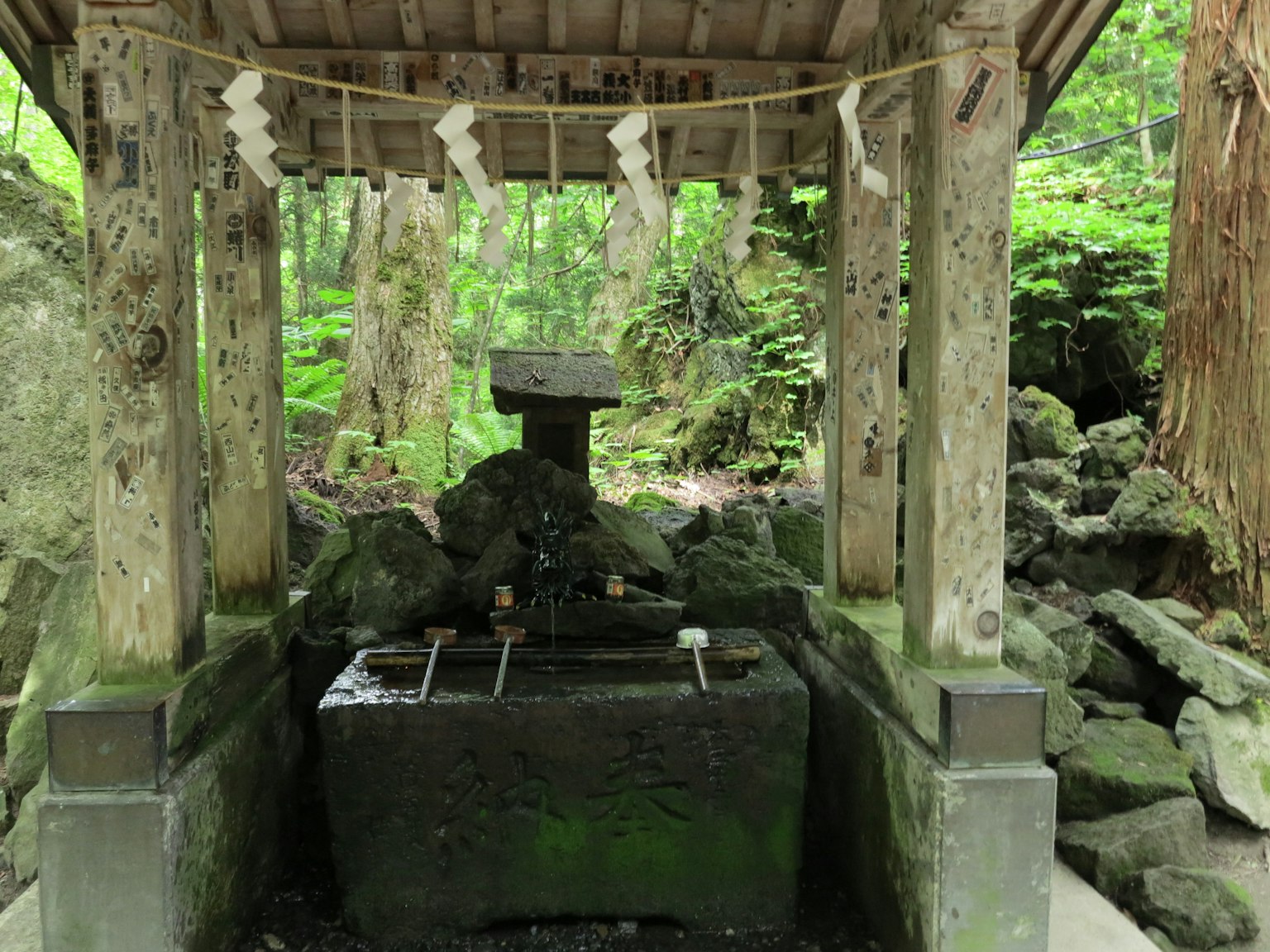 被郁郁蔥蔥的綠色環繞的神社水池