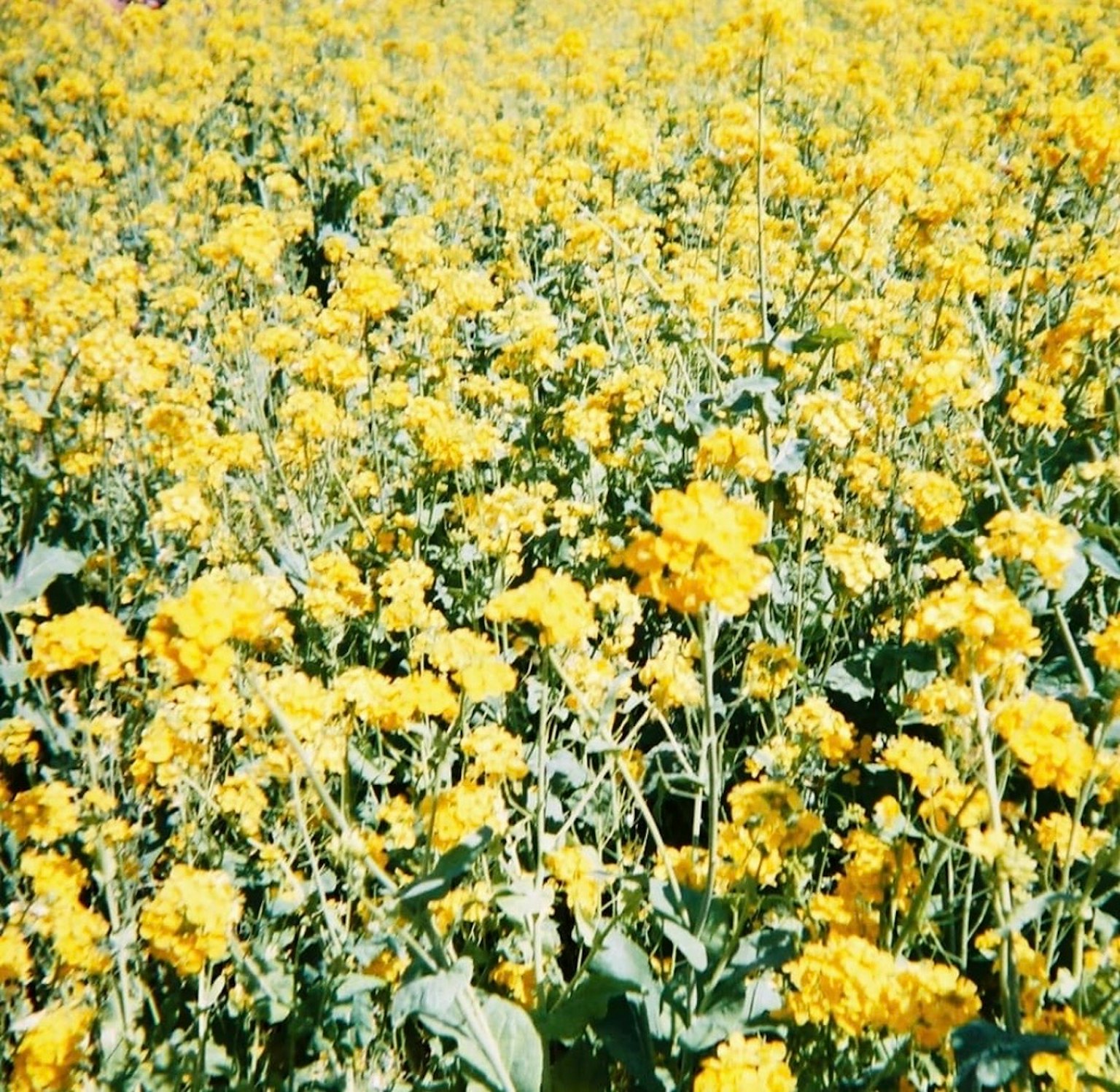 Ladang luas yang dipenuhi bunga kuning yang mekar