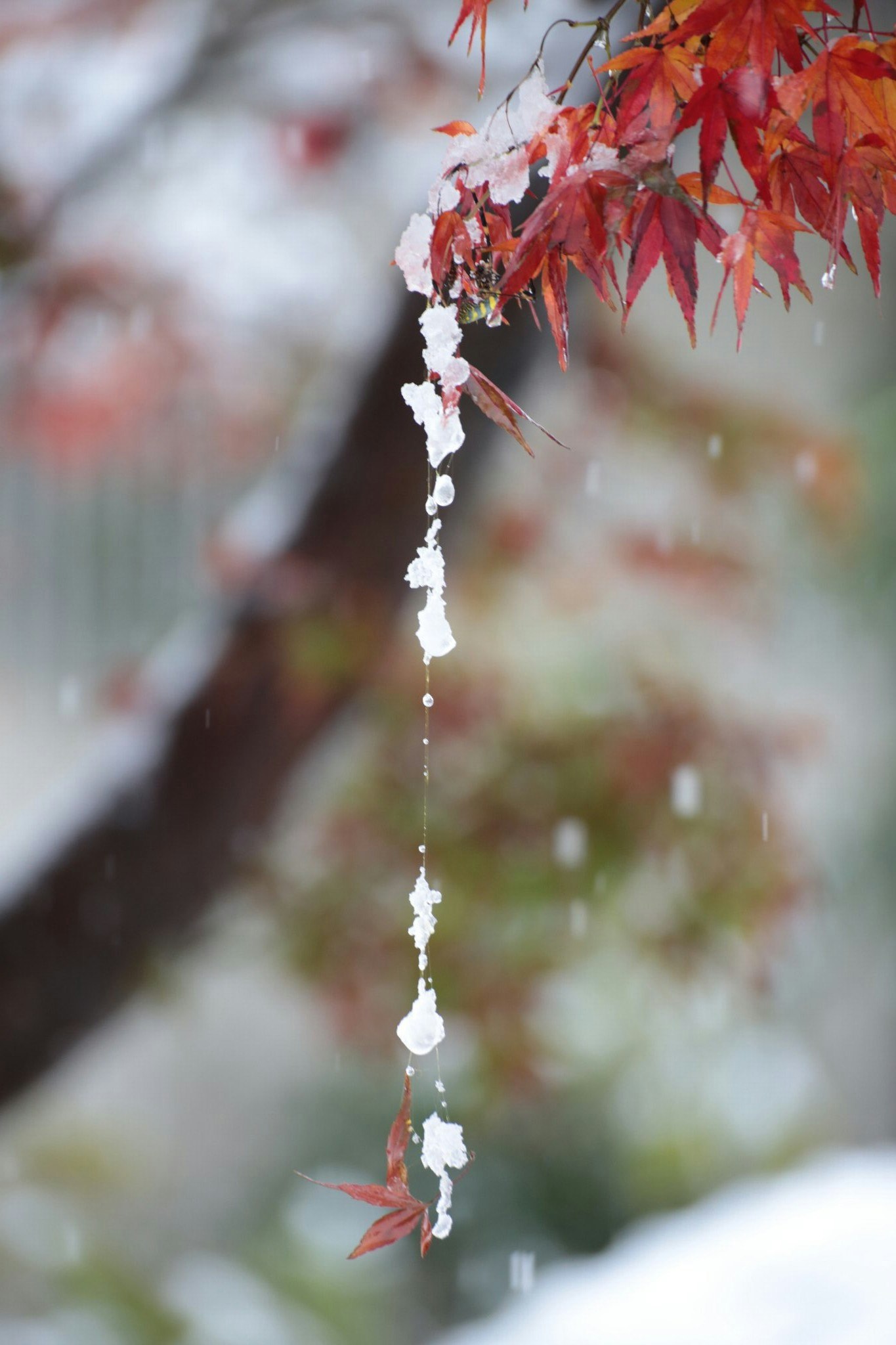 红色枫叶上悬挂的白色花饰，背景虚化