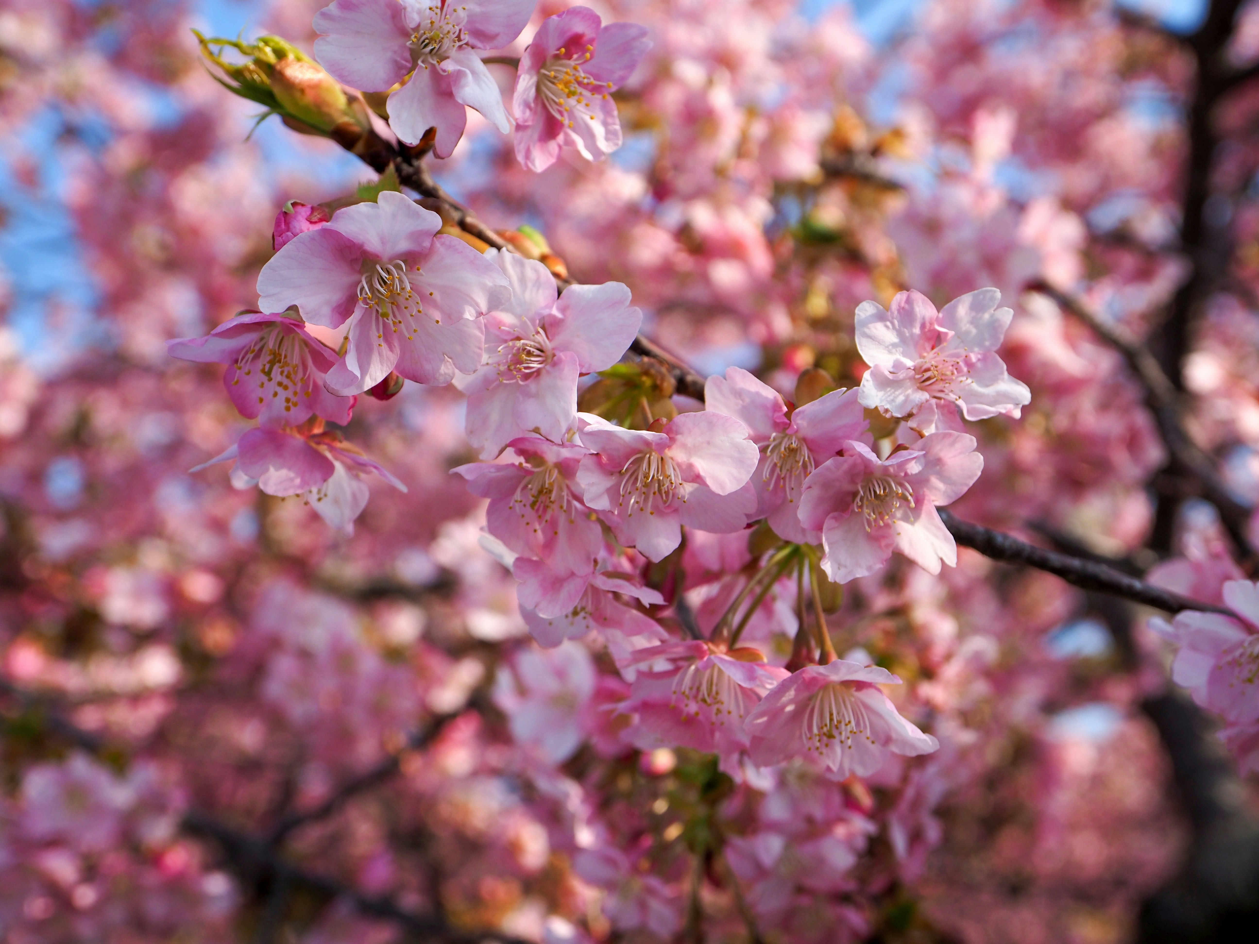 ピンクの桜の花が咲き並ぶ枝先