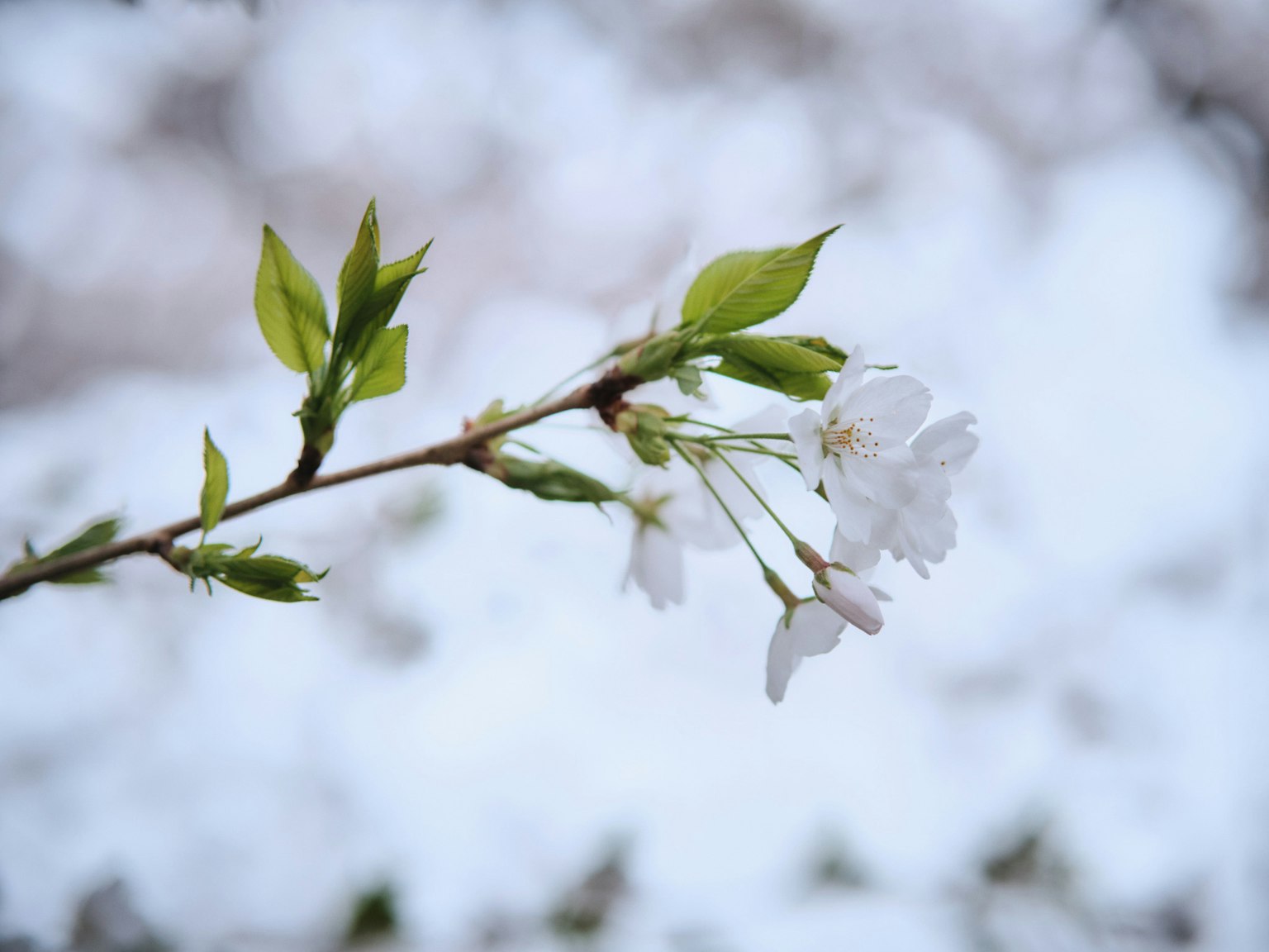 Gros plan d'une branche avec des fleurs de cerisier blanches et des feuilles vertes fraîches