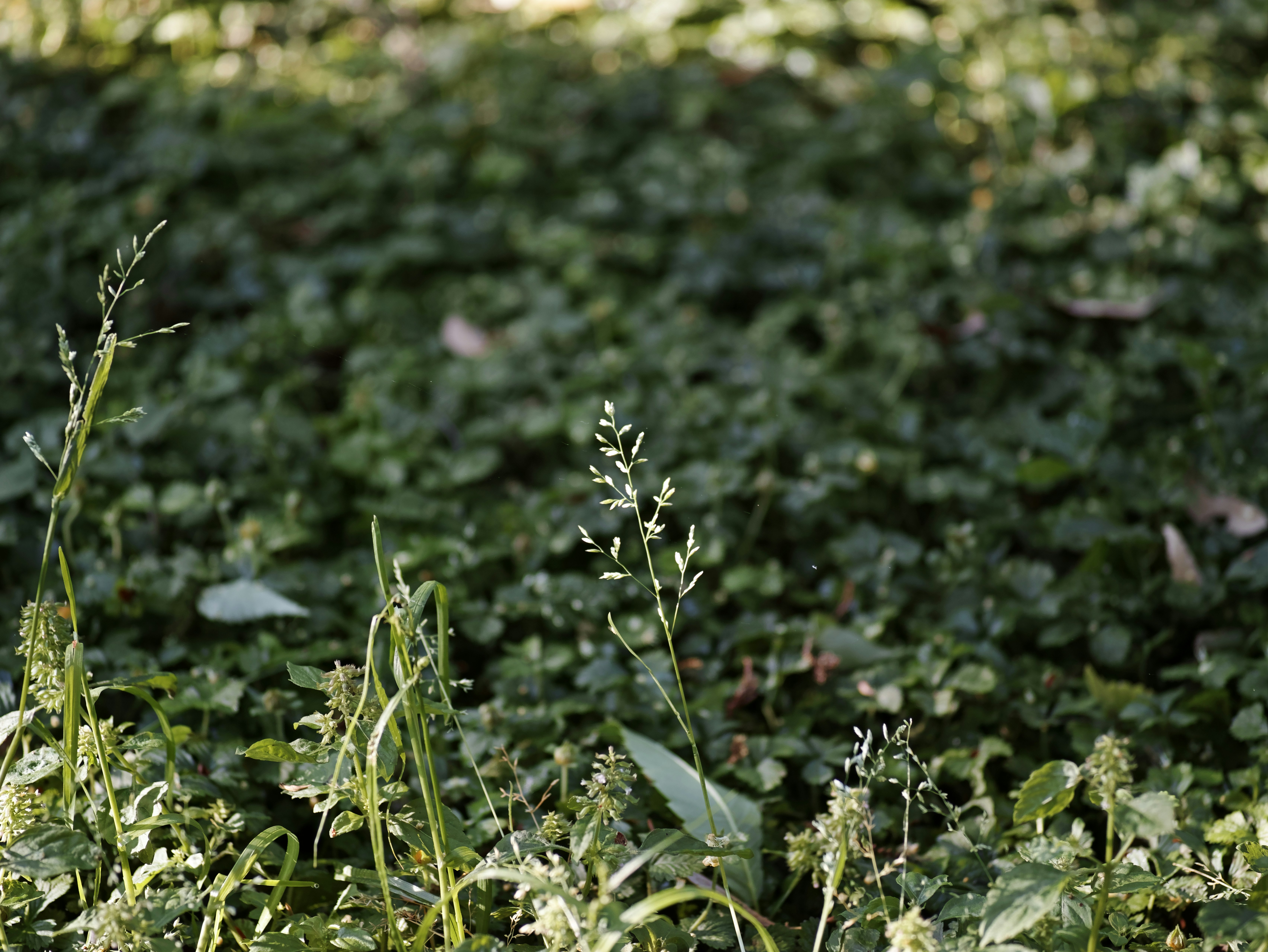草むらに伸びる小さな花と若い芽のある自然の風景