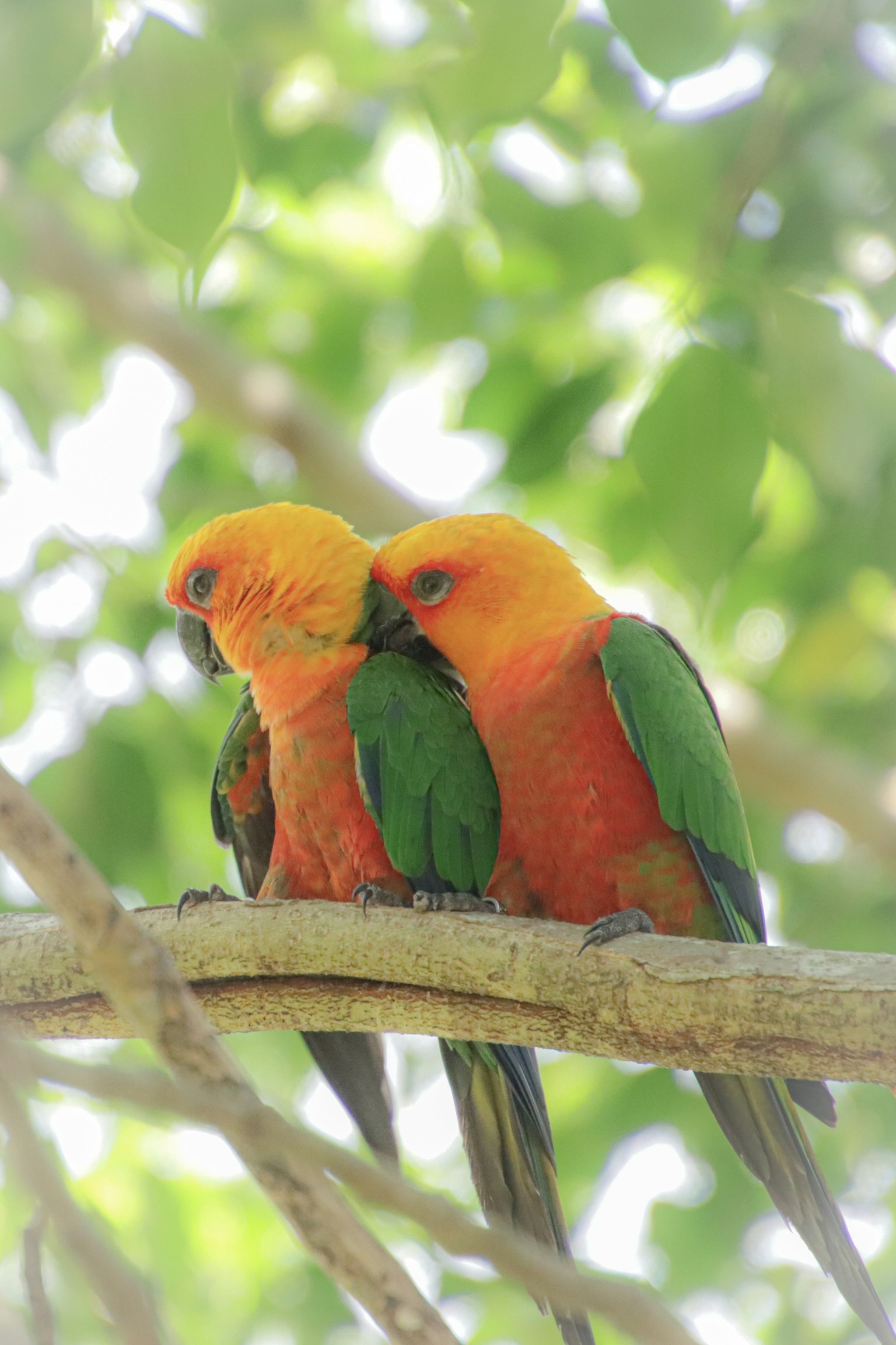 二羽のオレンジ色と緑色の鳥が枝に寄り添っている
