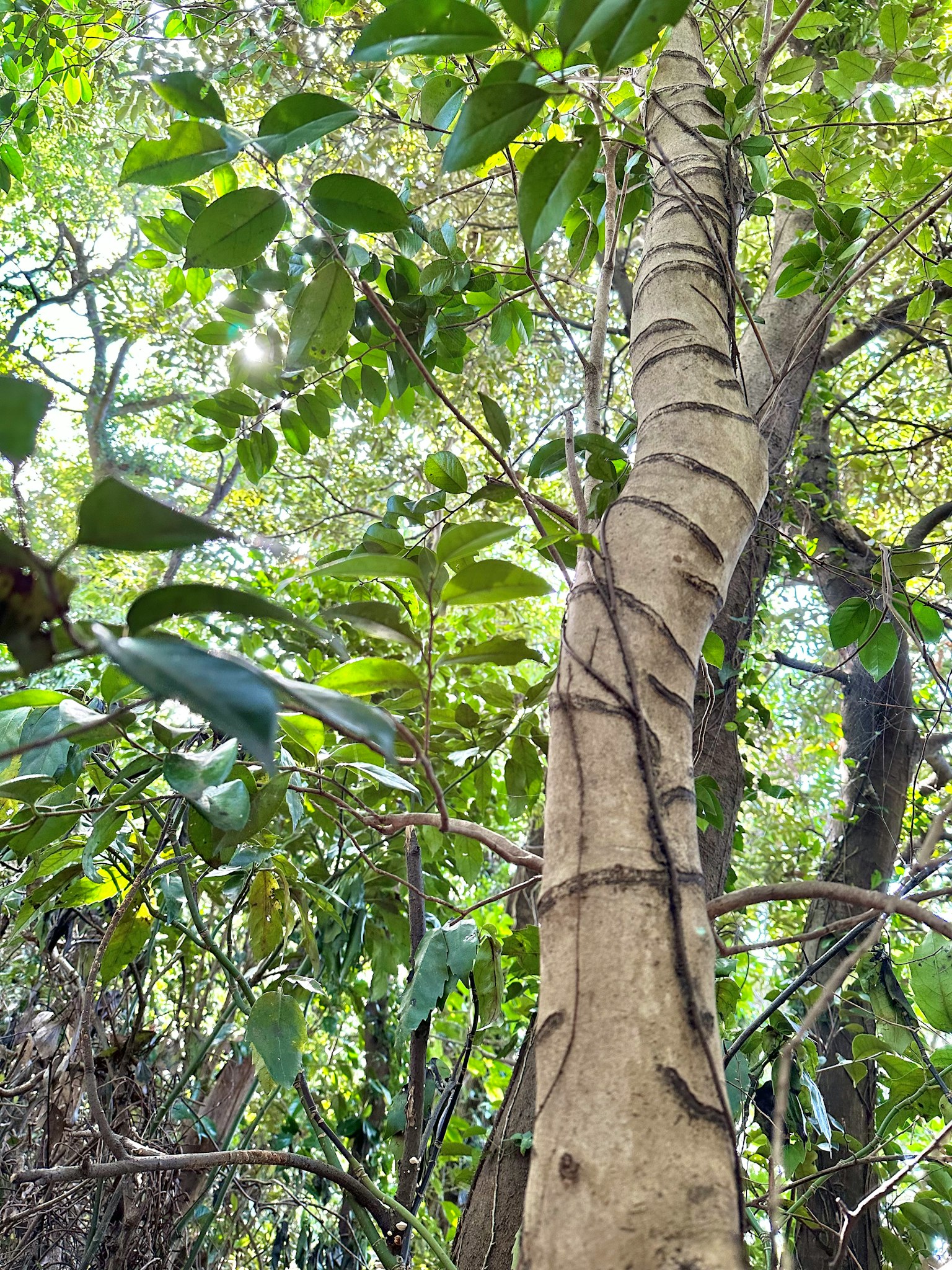 Tree trunk with abundant green leaves in a forest setting