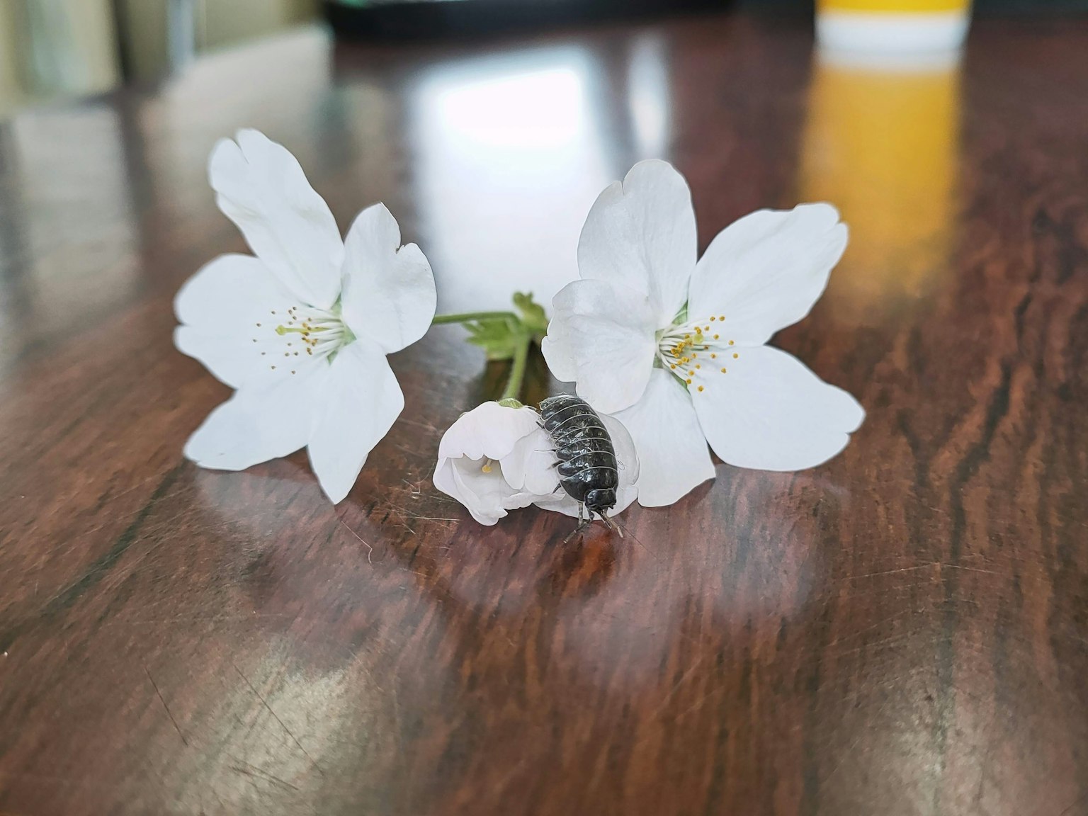 两朵白花和一只小昆虫在木桌上