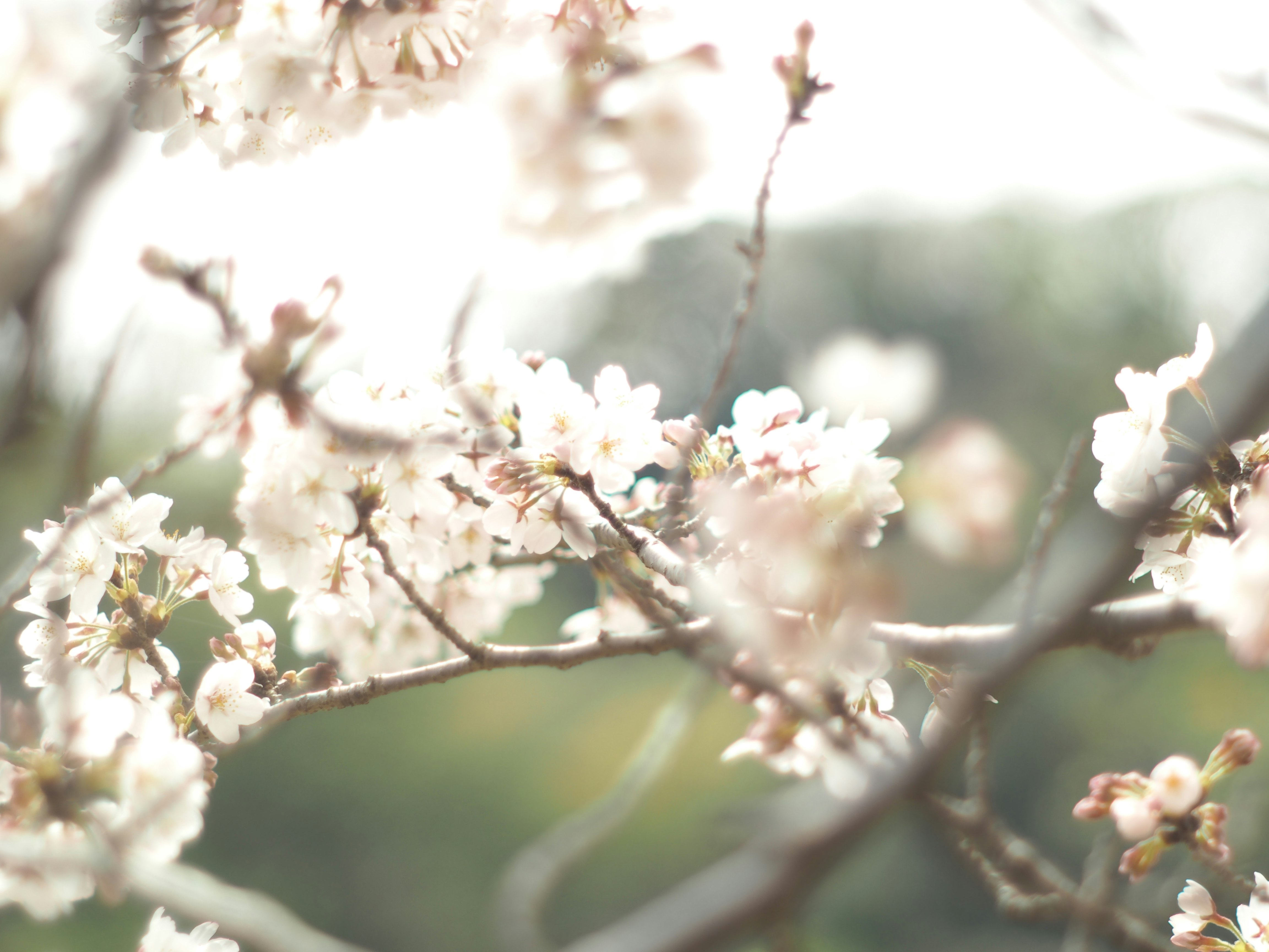 白い花が咲く枝先の春の風景