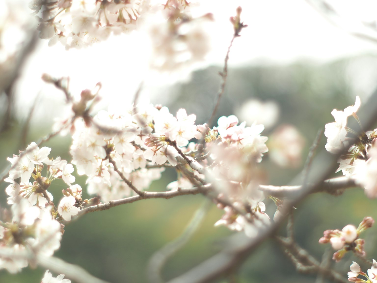 Close-up cabang bunga sakura yang mekar