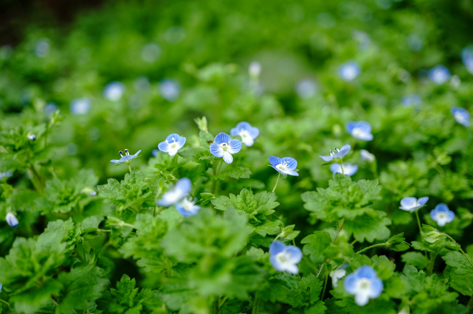 Kumpulan daun hijau dengan bunga biru kecil