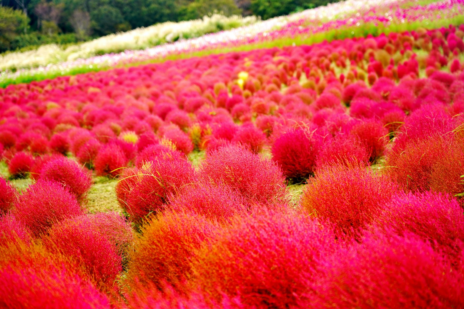 覆蓋田野的鮮豔粉色波斯菊