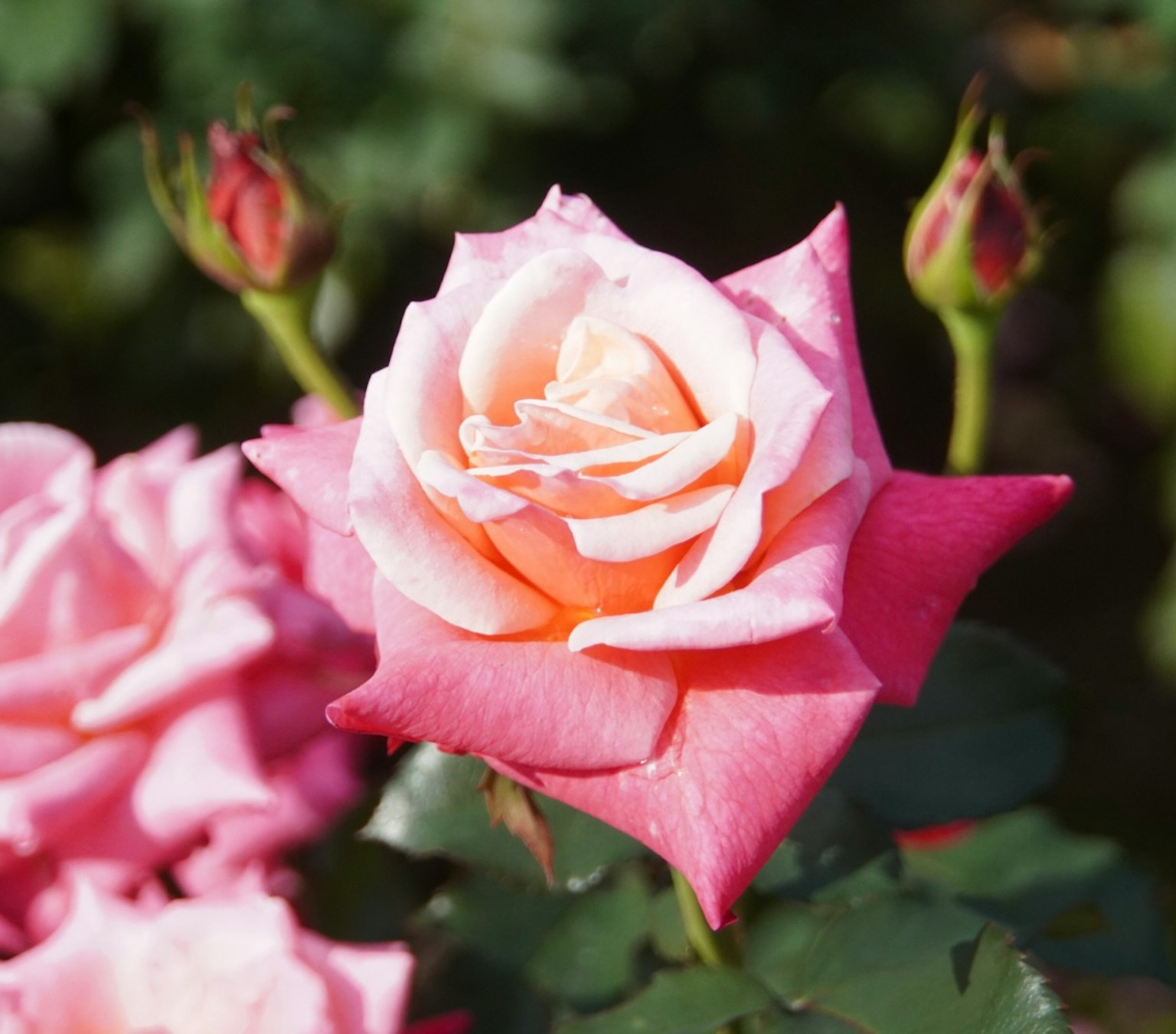 Schöne rosa Rose in voller Blüte