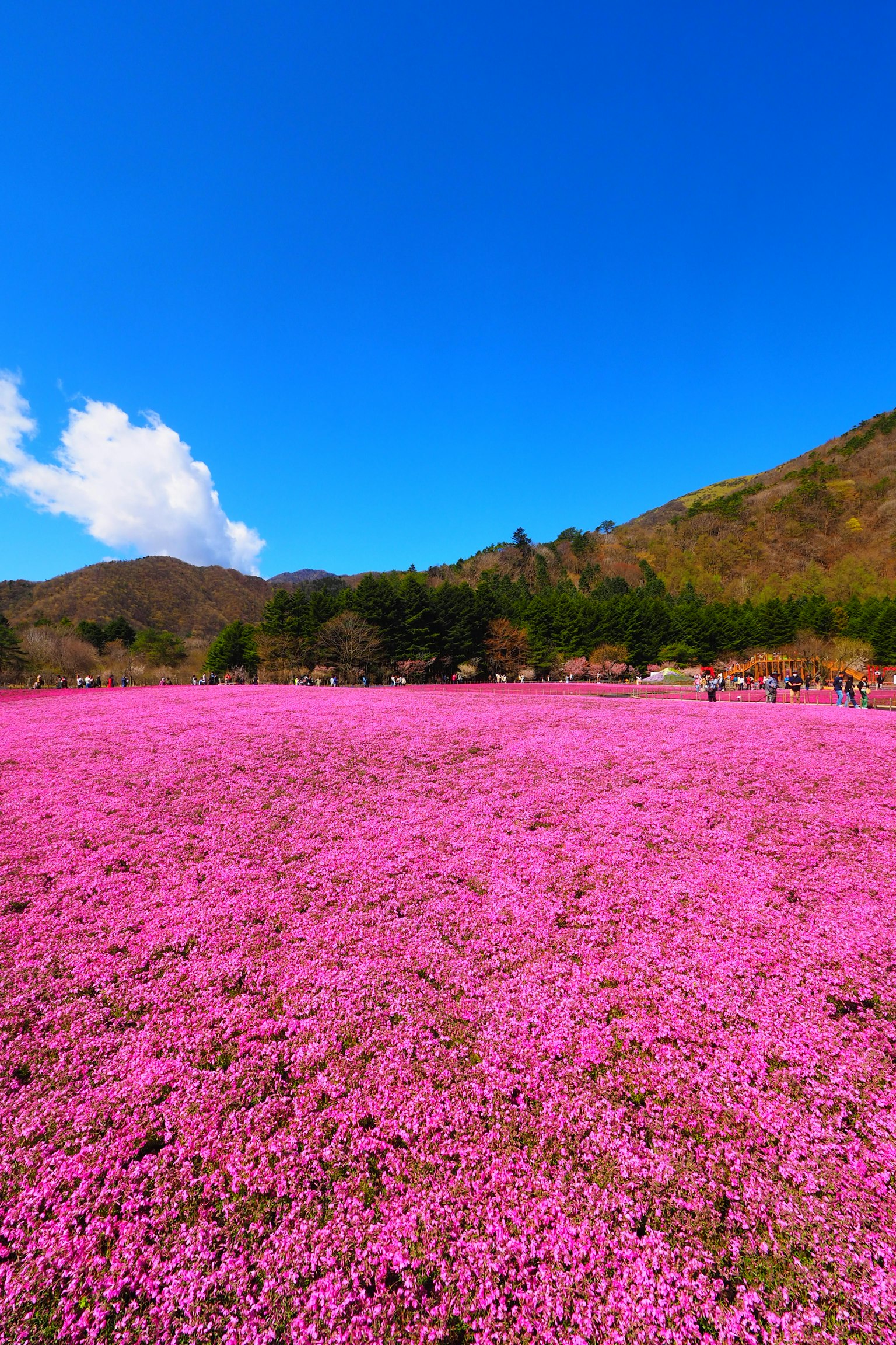 Amplio campo de flores rosas bajo un cielo azul con montañas al fondo