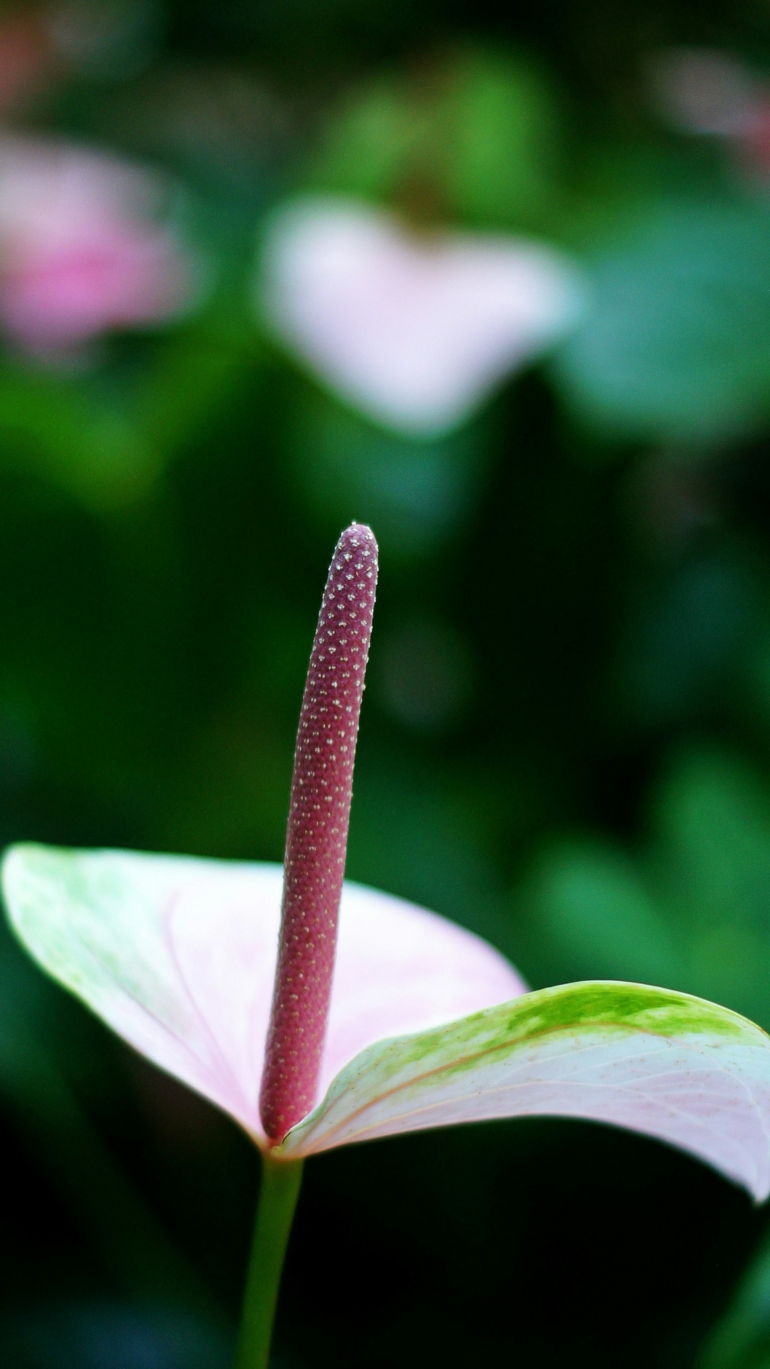 Cận cảnh hoa anthurium với cánh hoa màu hồng nhạt và cọng dài