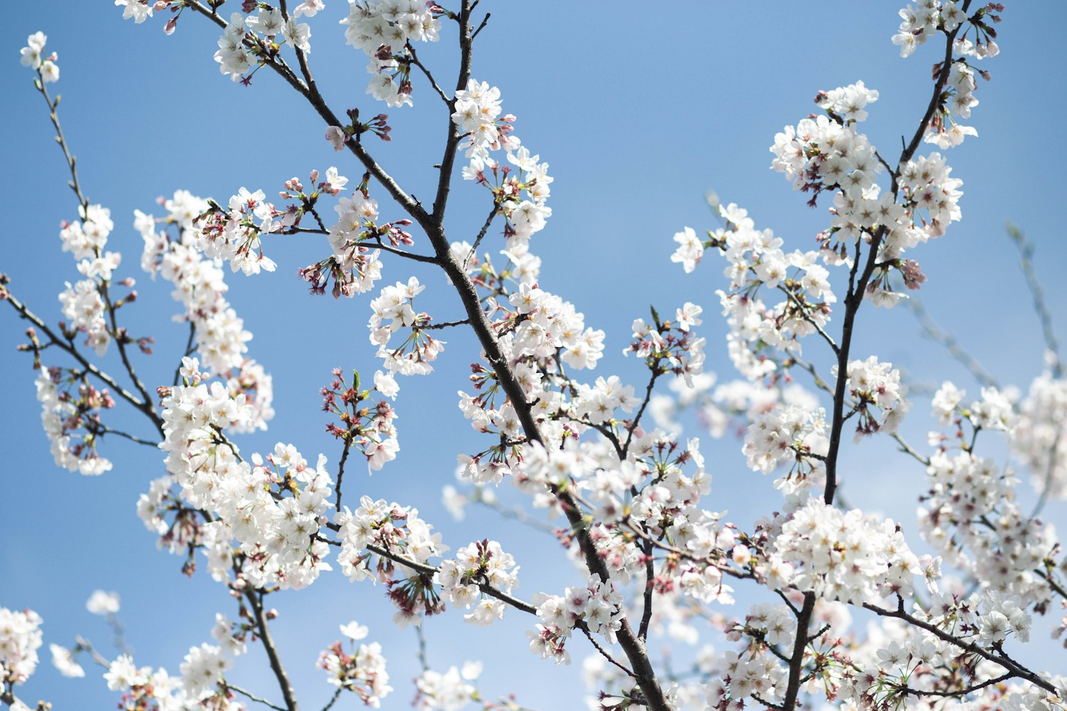 Cabang bunga sakura putih dengan latar belakang langit biru