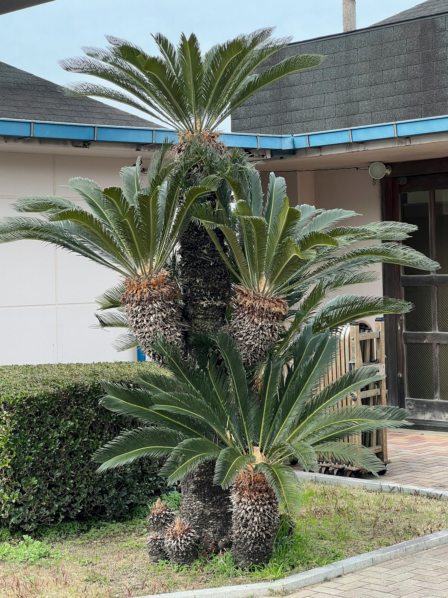 Ein auffälliger Palmenbaum mit üppigen grünen Blättern und sichtbaren Früchten in einem Garten