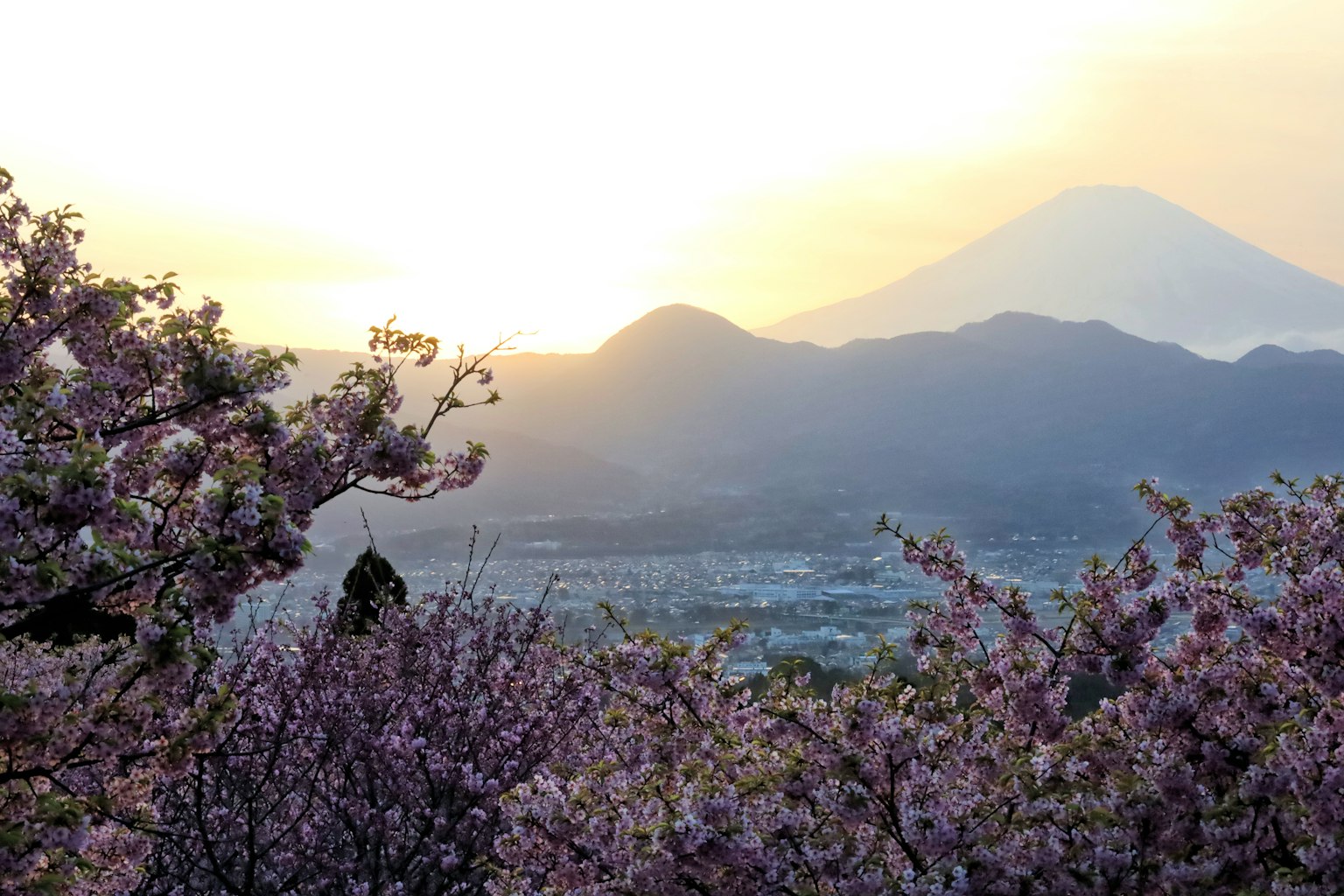 Pemandangan pohon sakura dengan Gunung Fuji saat matahari terbenam