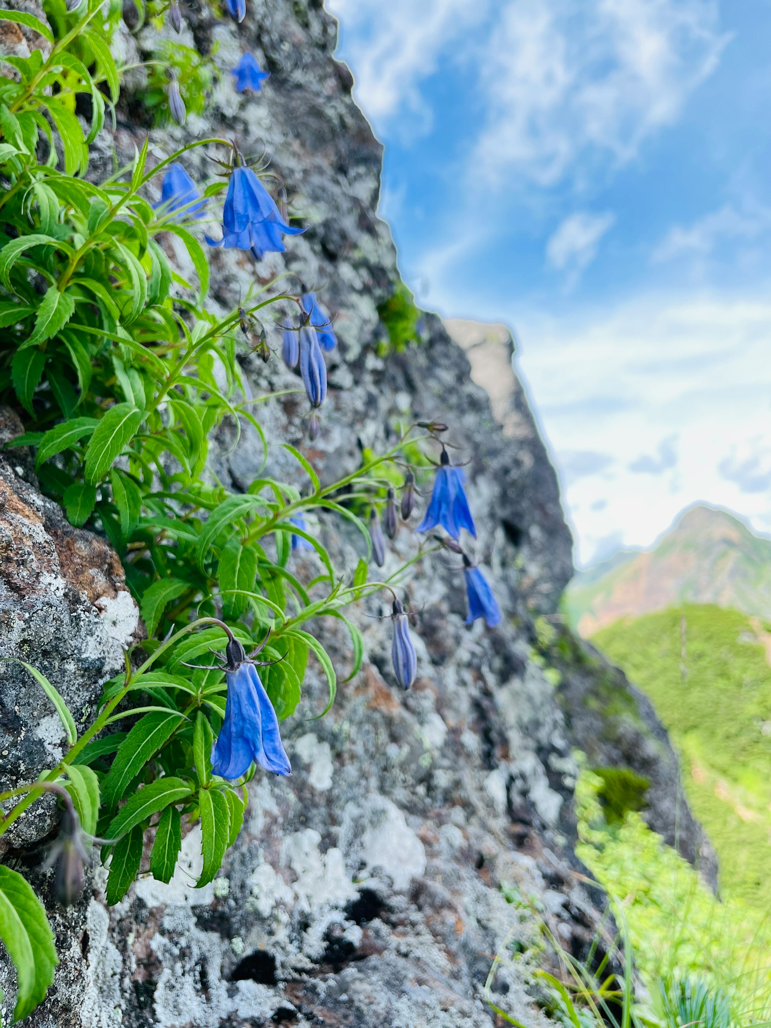 Blaue Blumen und grüne Blätter, die auf einer felsigen Oberfläche wachsen