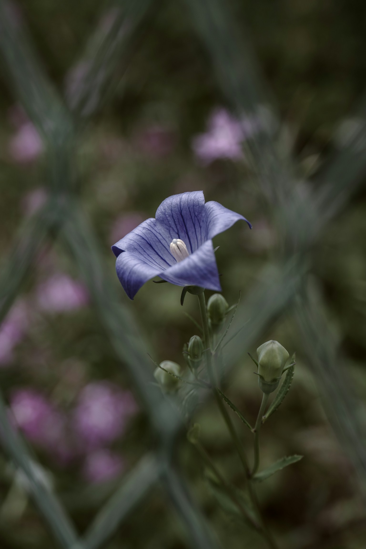 Un fiore viola visto attraverso una recinzione con fiori rosa sullo sfondo