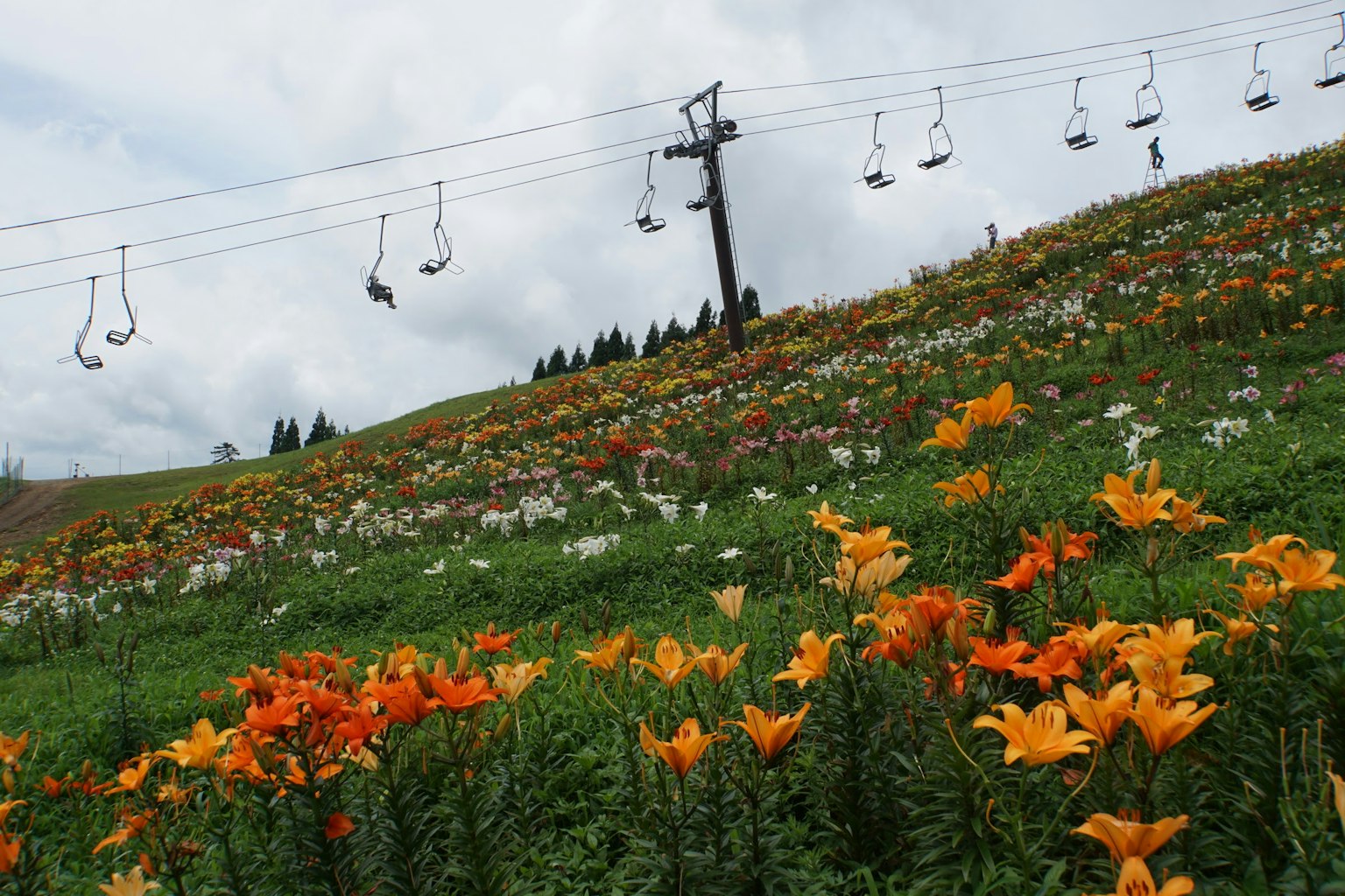 山坡上的鮮花與背景中的滑雪纜車