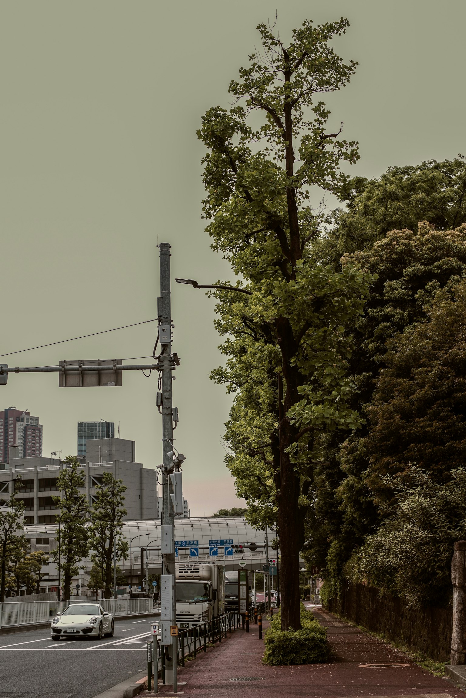 城市街道的高大樹木和建築的景觀