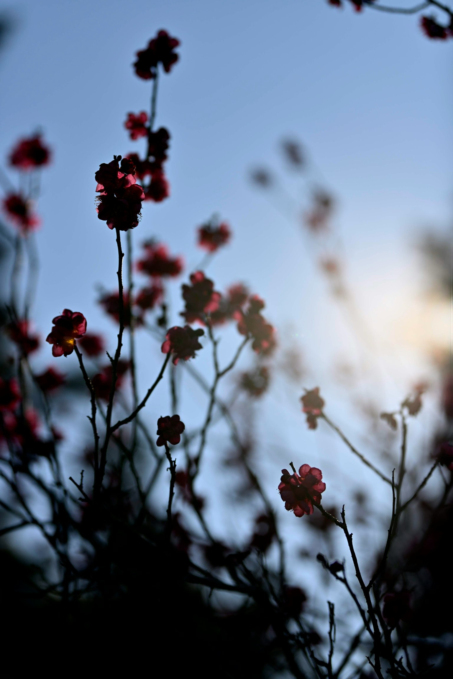 Silhouette de fleurs rouges sur fond de ciel bleu
