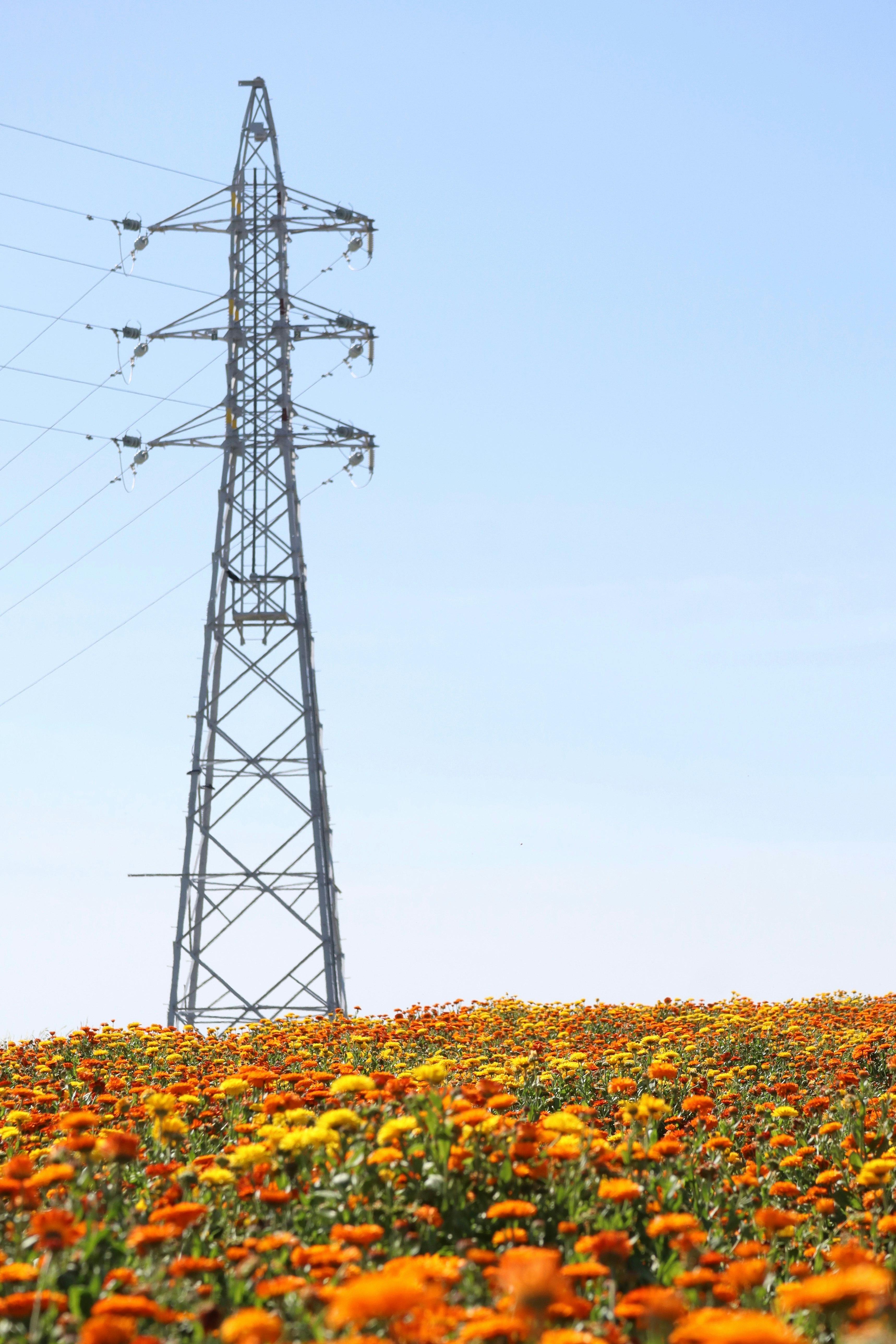 電力鉄塔と色鮮やかな花畑の風景
