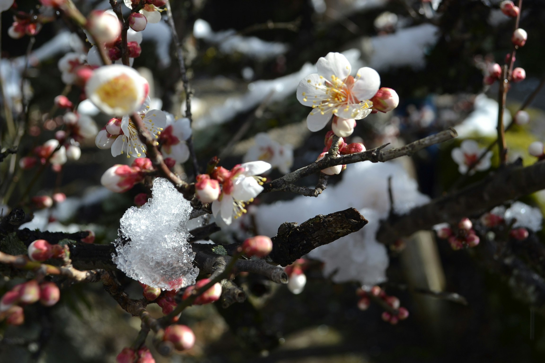 雪のついた梅の花が咲く枝