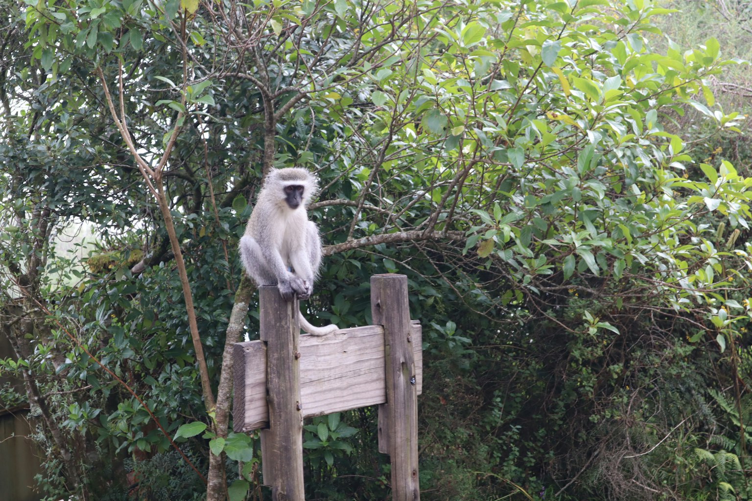 Una scimmia seduta su un palo di legno con uno sfondo verdeggiante