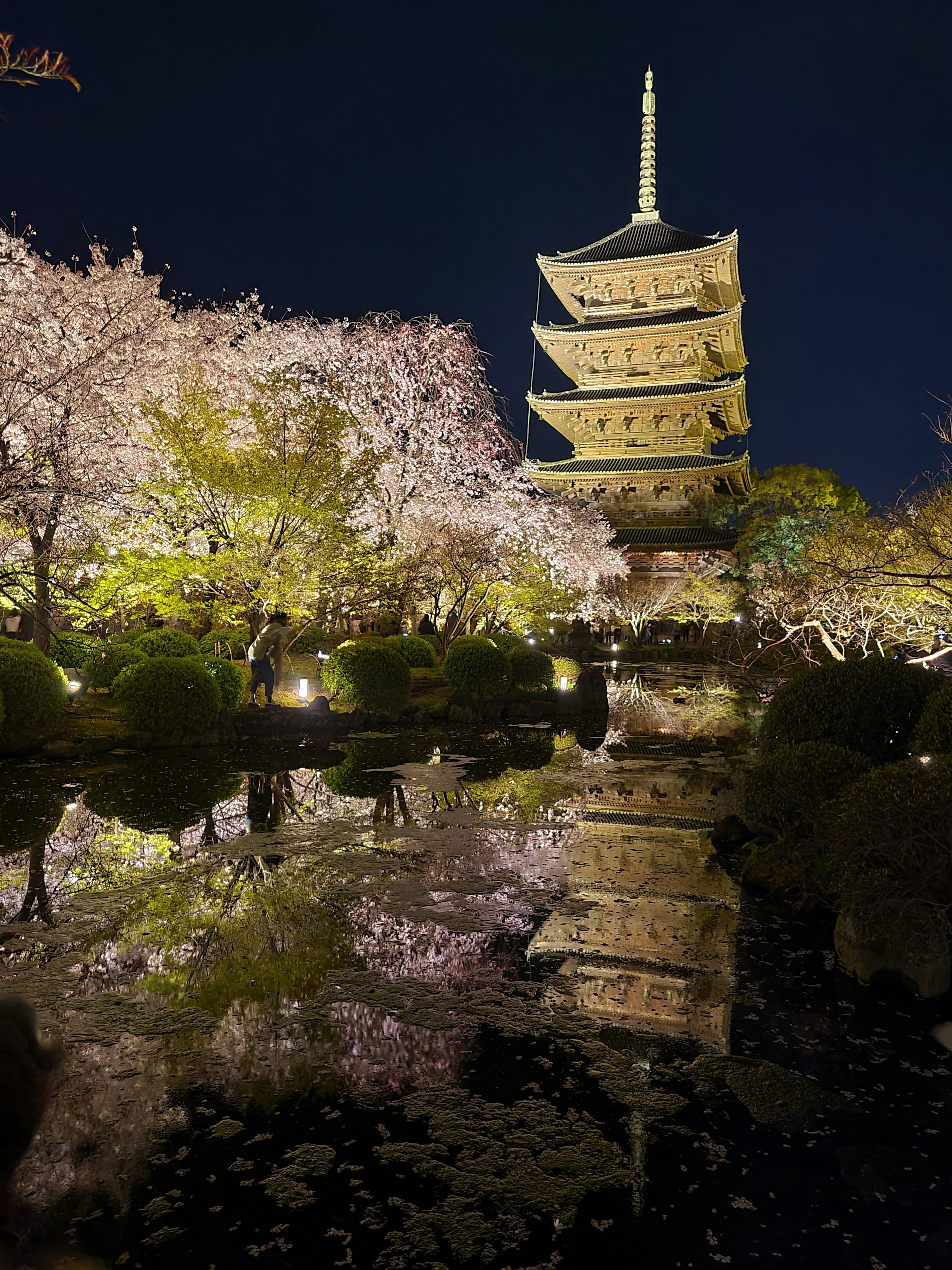 夜の桜並木と五重塔のライトアップ