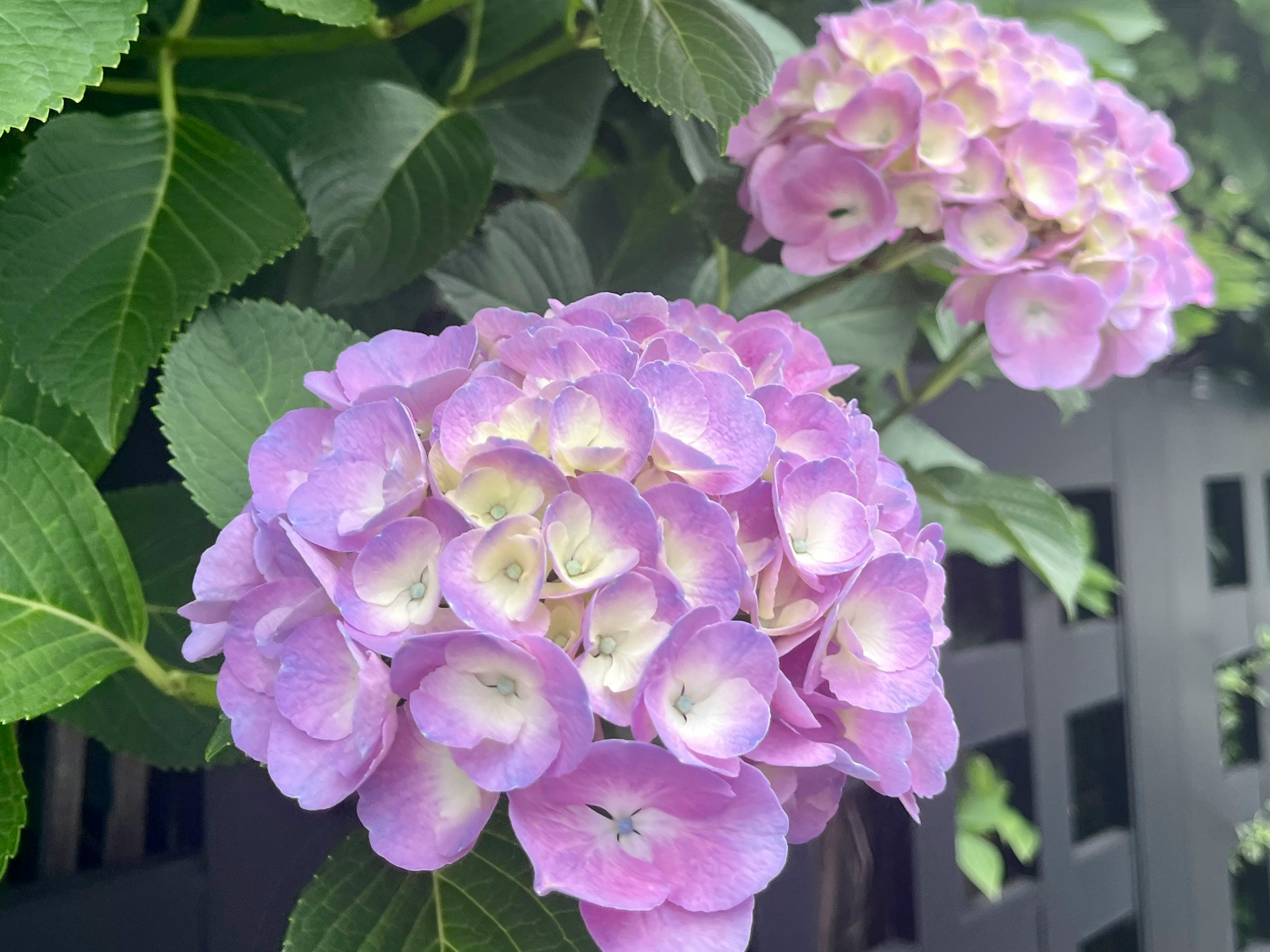 紫のアジサイの花と葉が寄り添う庭先のクローズアップ