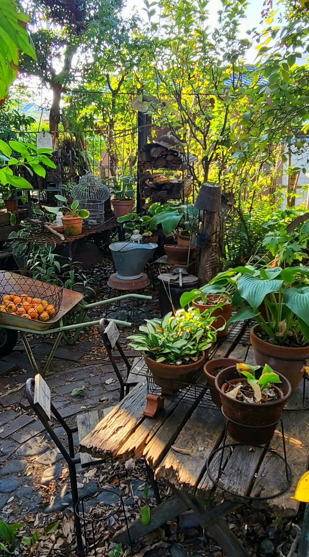 Garden scene with potted plants on a wooden table and a rusty iron basket