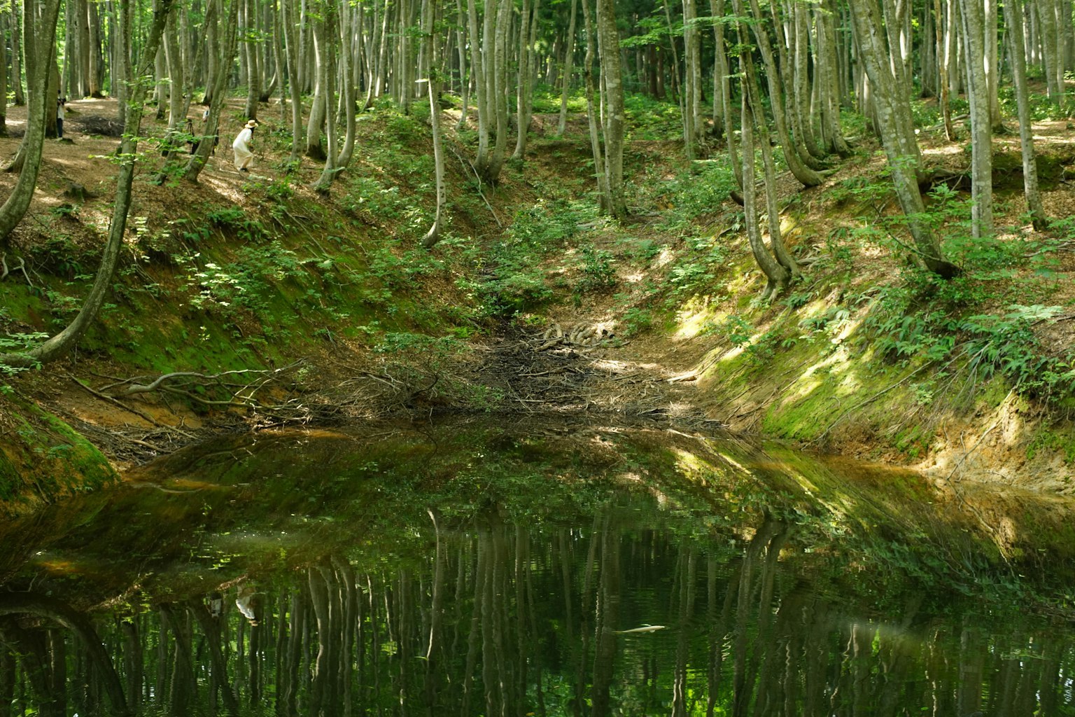 Tranquil forest scene with reflections on the water surface
