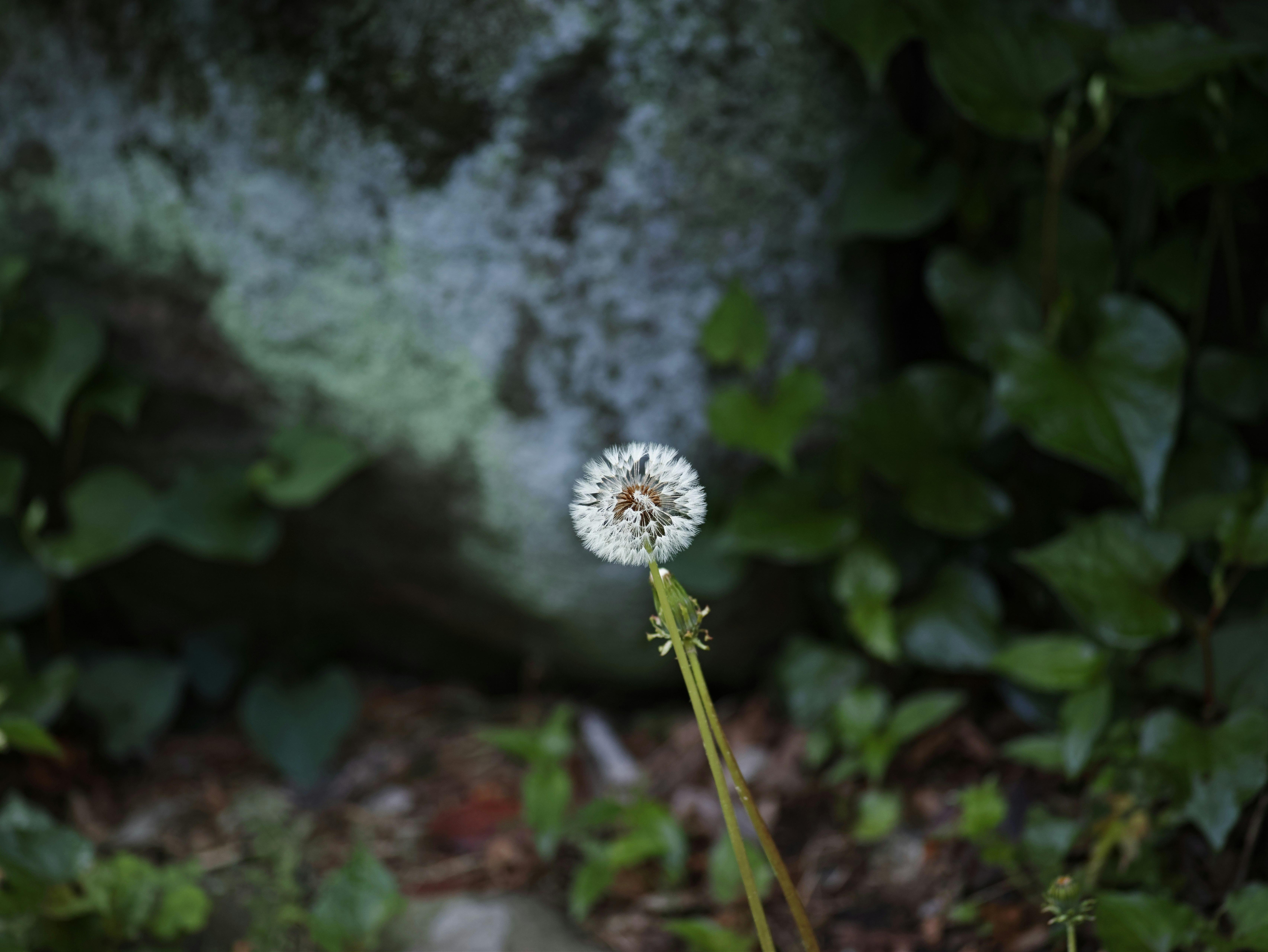 草むらの小さな白い花と背景の緑のボケ