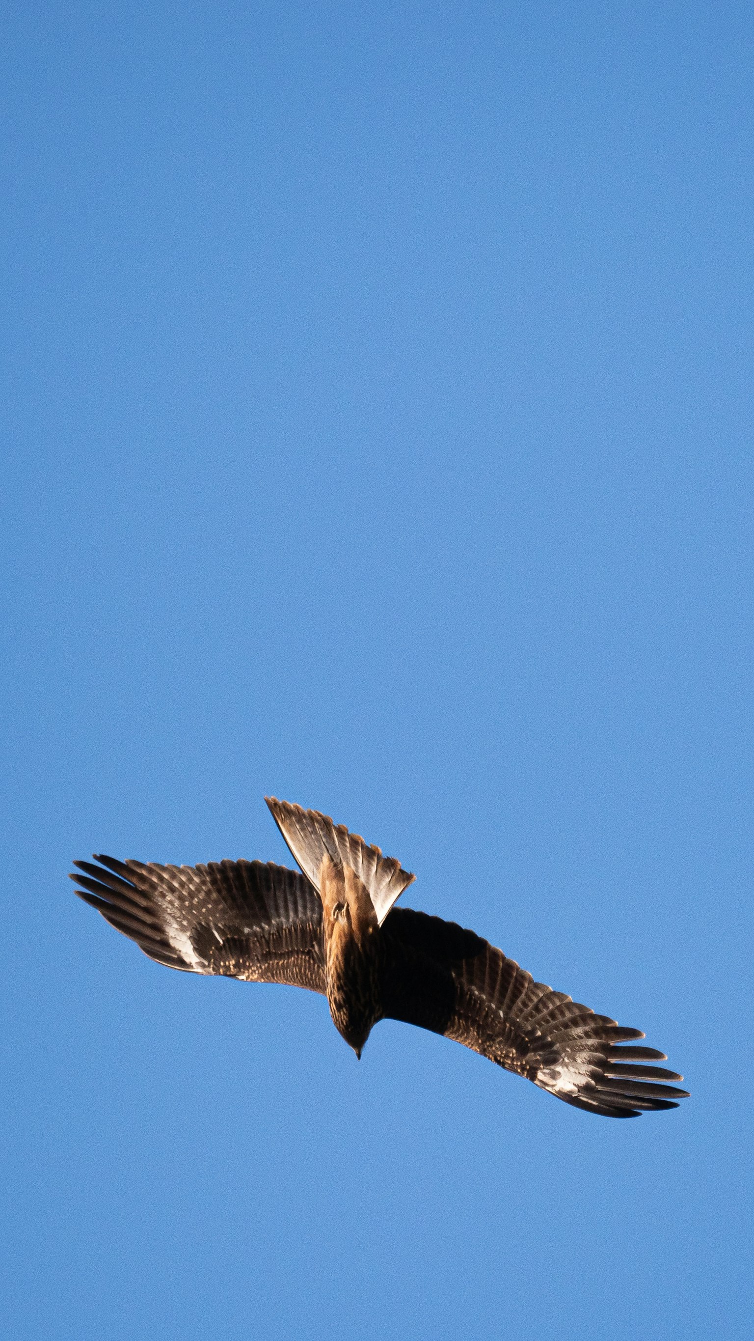 Falco che vola contro un cielo blu