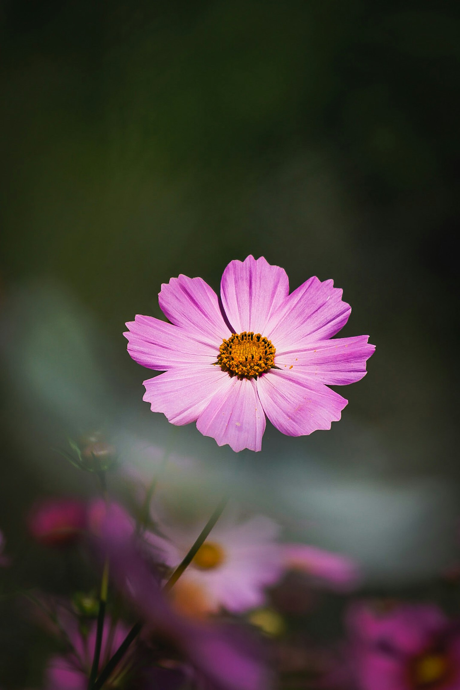 Eine lebendige rosa Kosmosblume hebt sich vor einem verschwommenen Hintergrund ab