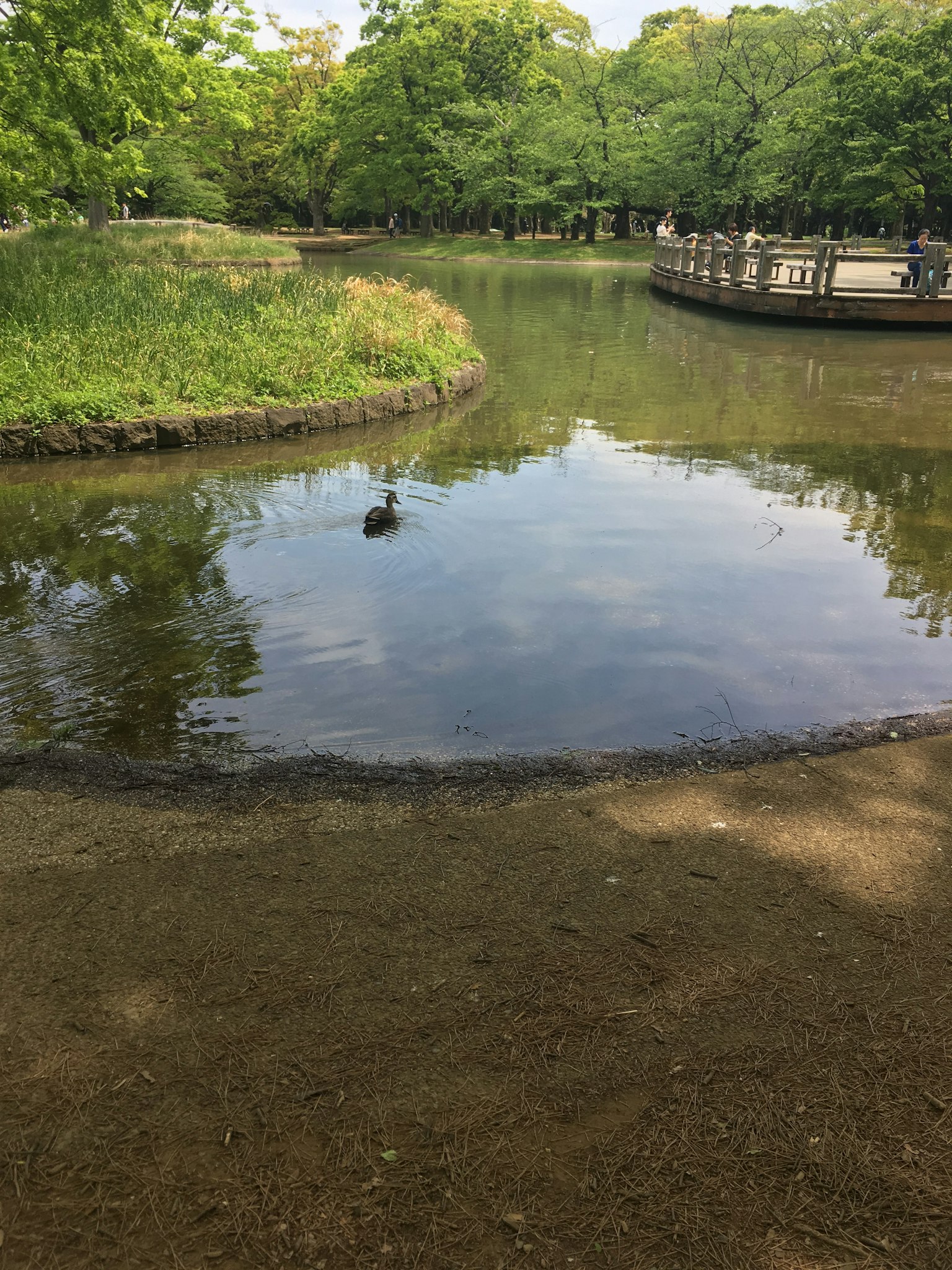 公园池塘的宁静景观，附近绿树倒影