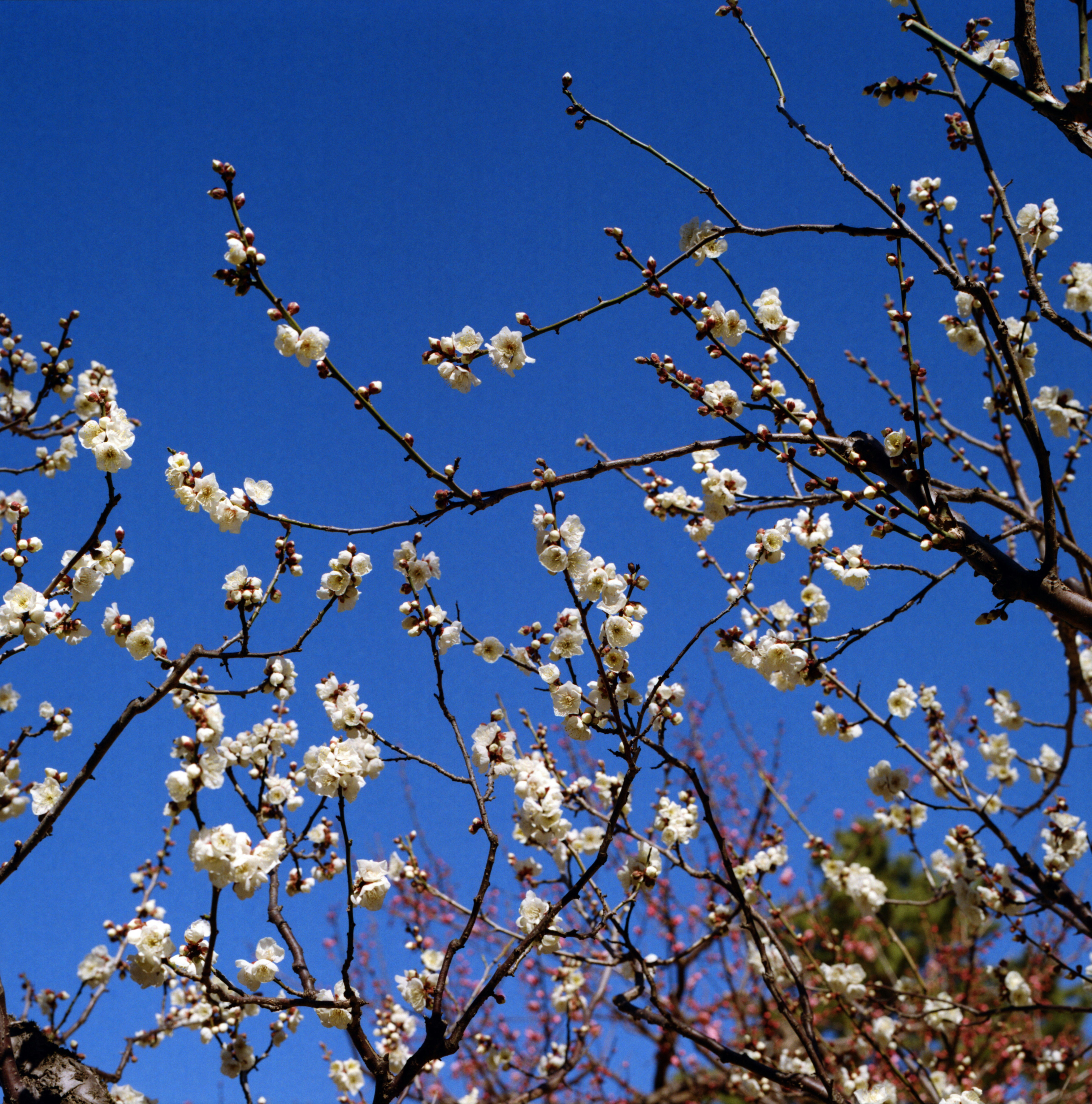 青空に咲く白い梅の花の枝