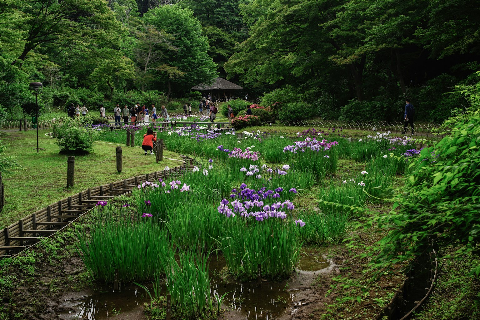 ทิวทัศน์สวนที่มีความเขียวชอุ่มพร้อมดอกไม้สีม่วงบานรอบบ่อและต้นไม้รอบข้าง