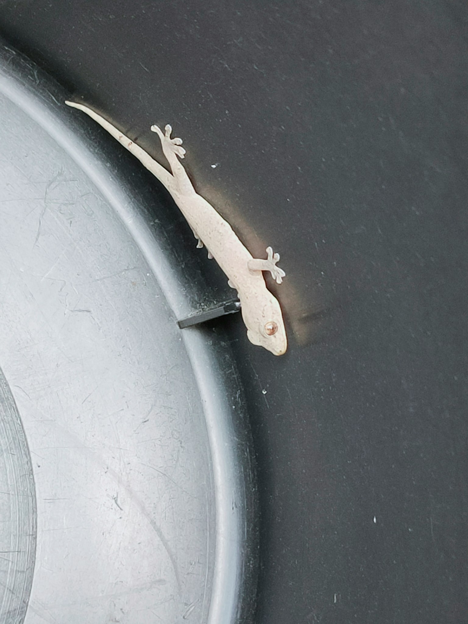 A white gecko on a black surface