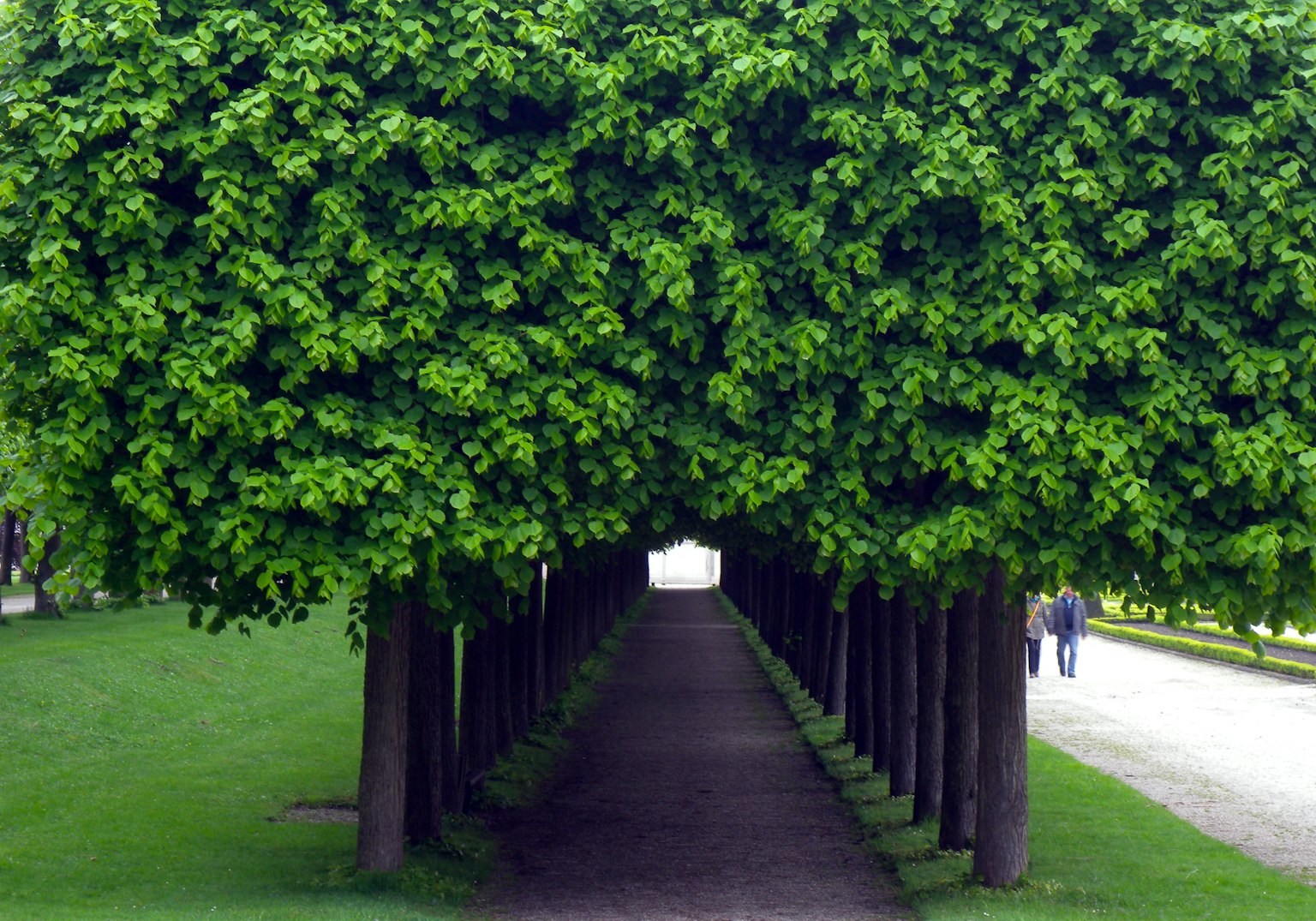 Allée bordée d'arbres verts luxuriants créant une atmosphère sereine