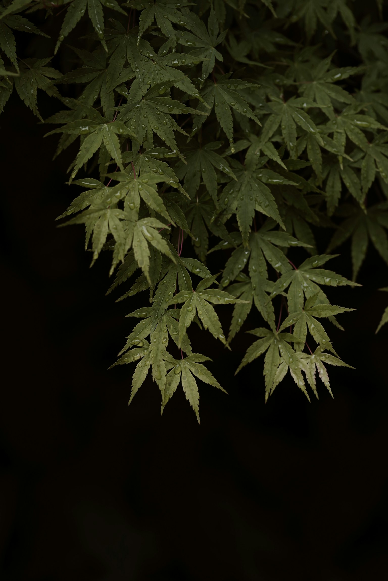 深色背景上的绿色枫叶